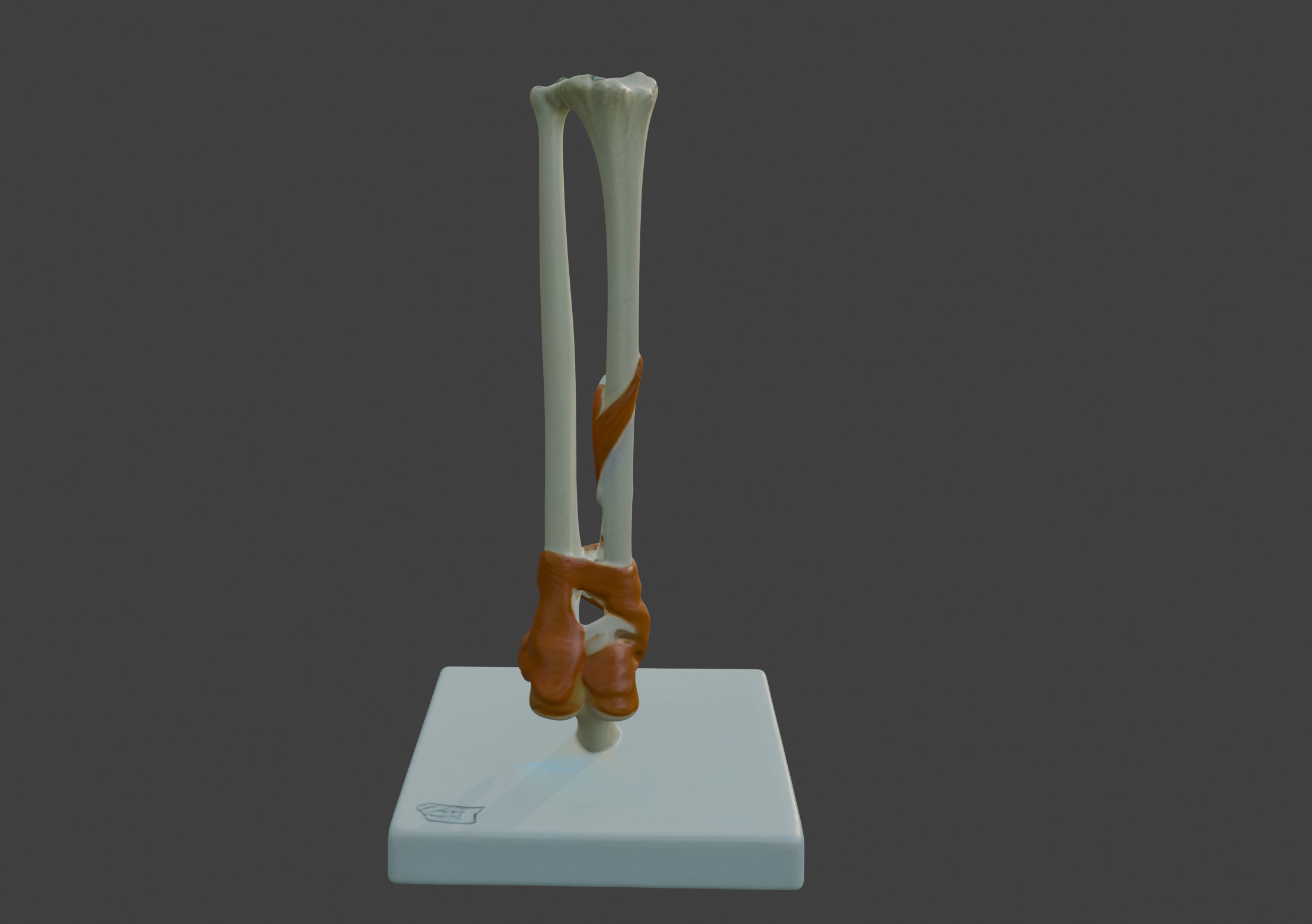 3D Joint Anatomy Model Set with Stand - 4 pack 3D print model_48