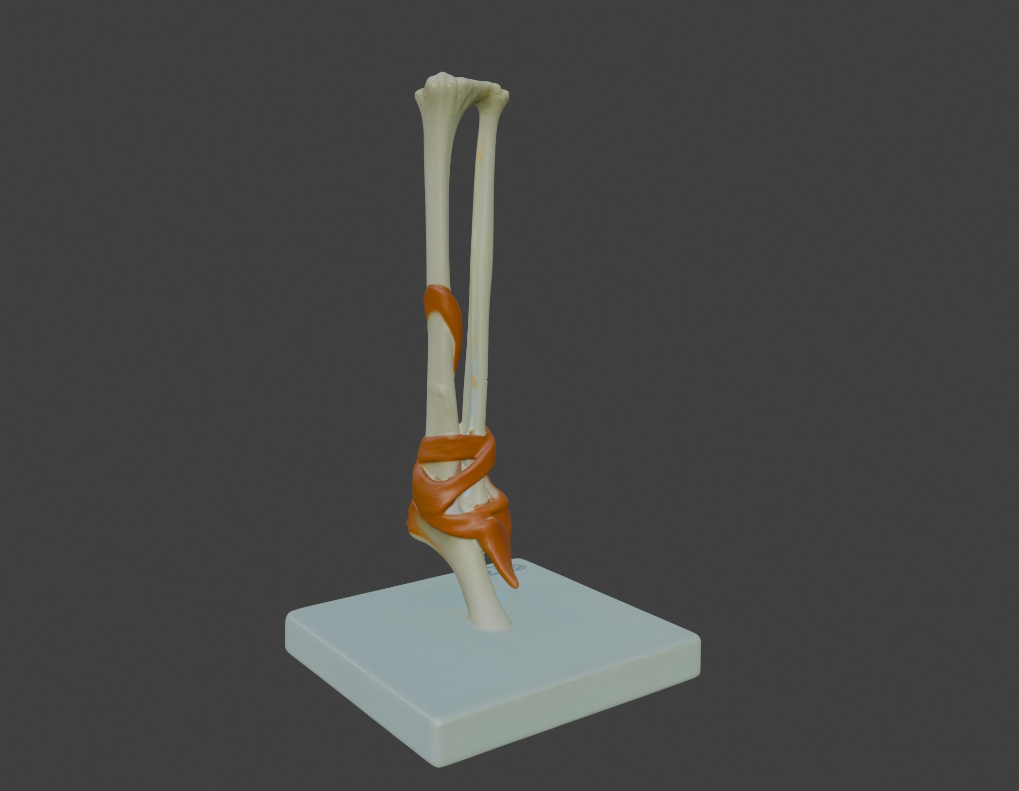 3D Joint Anatomy Model Set with Stand - 4 pack 3D print model_50
