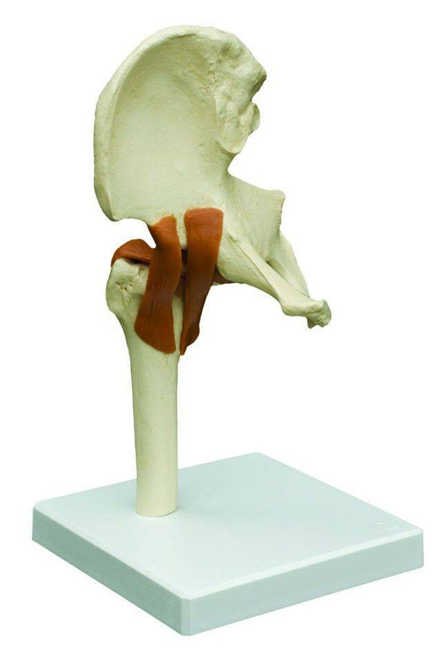 3D Joint Anatomy Model Set with Stand - 4 pack 3D print model_28