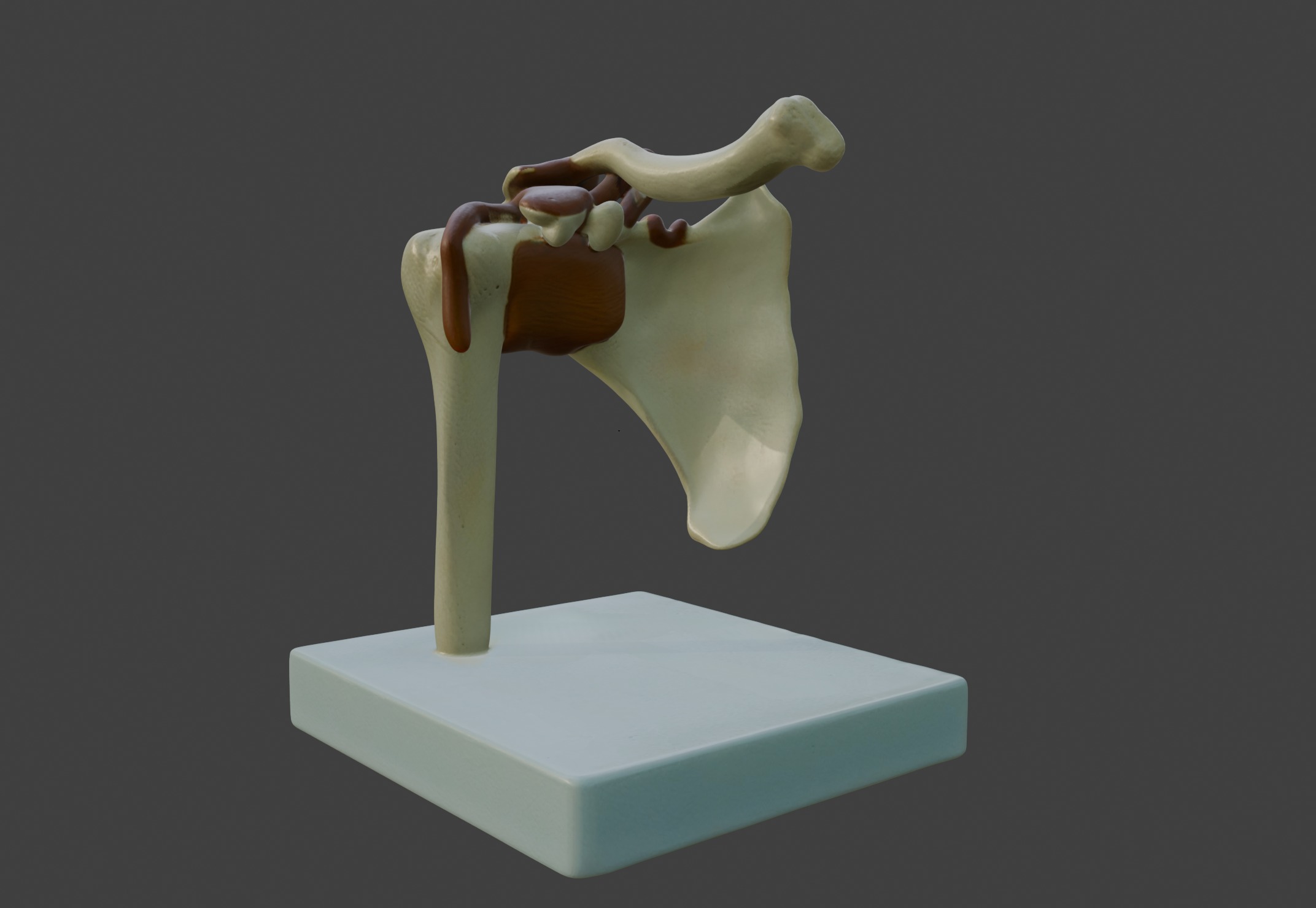 3D Joint Anatomy Model Set with Stand - 4 pack 3D print model_14