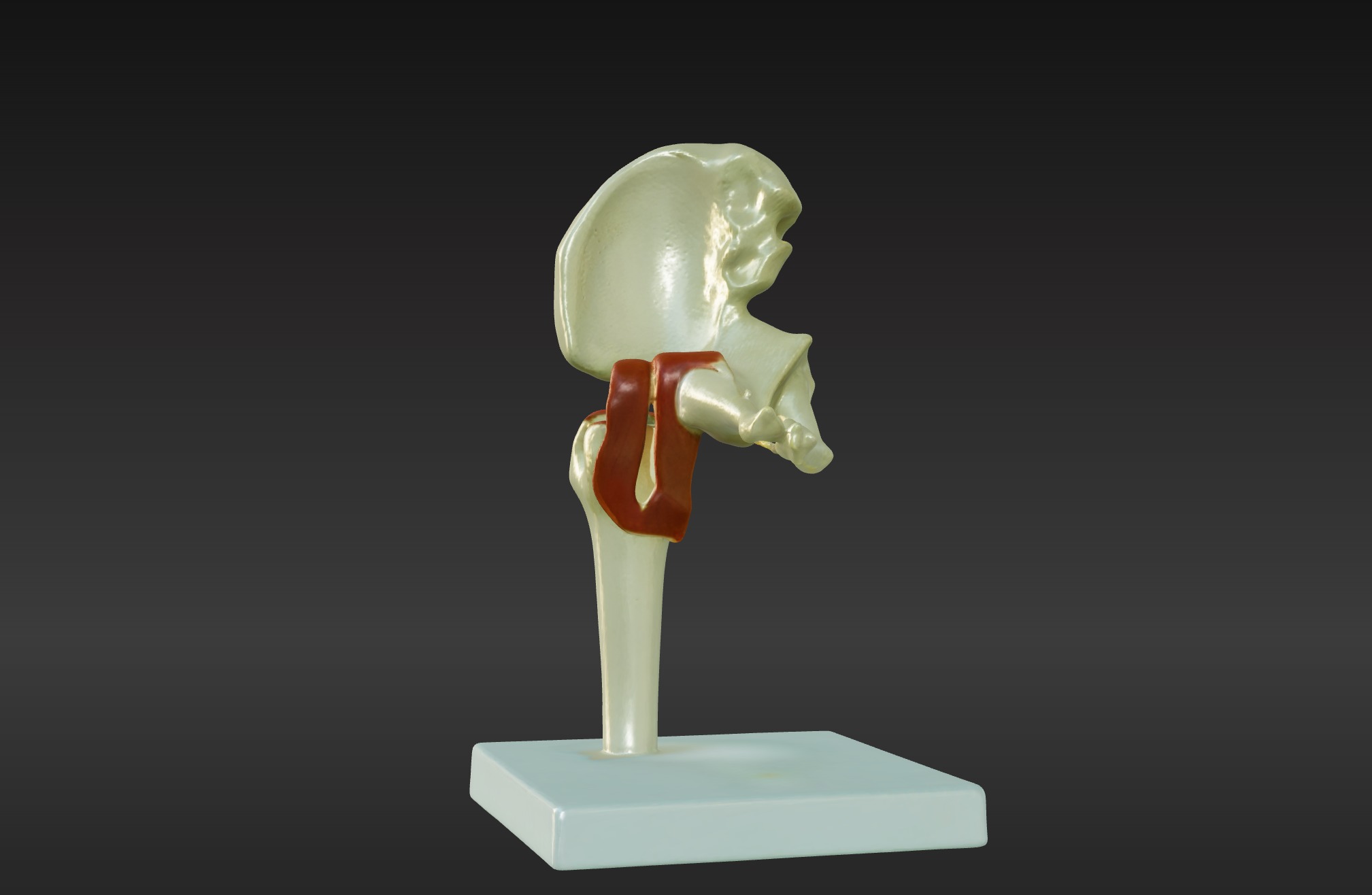 3D Joint Anatomy Model Set with Stand - 4 pack 3D print model_16