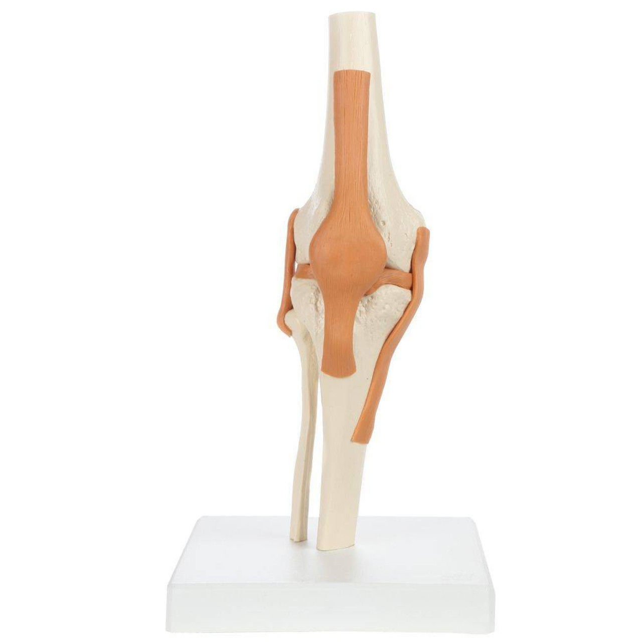3D Joint Anatomy Model Set with Stand - 4 pack 3D print model_40