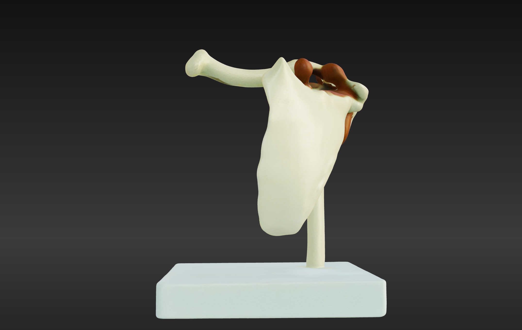 3D Joint Anatomy Model Set with Stand - 4 pack 3D print model_9