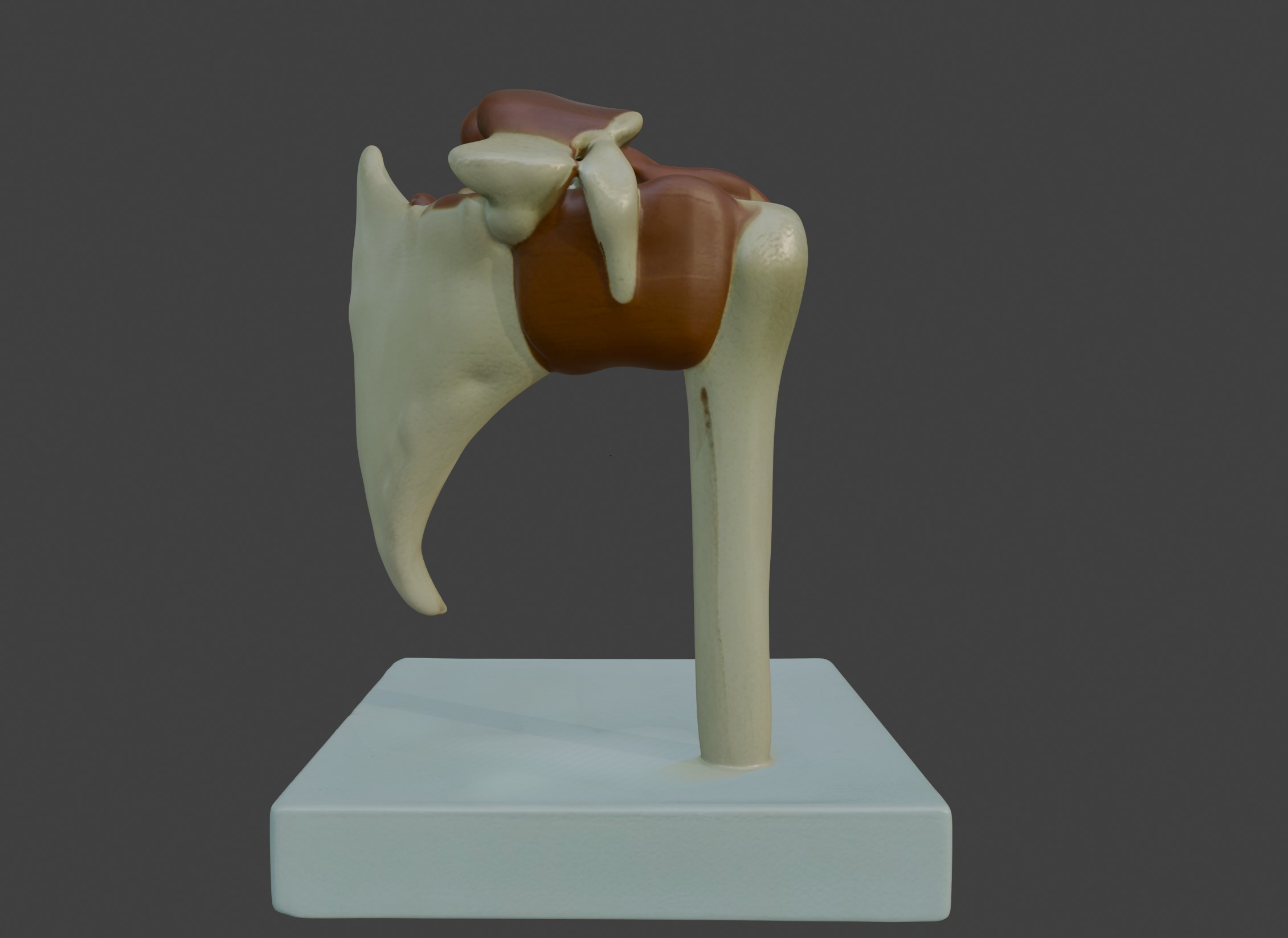 3D Joint Anatomy Model Set with Stand - 4 pack 3D print model_12