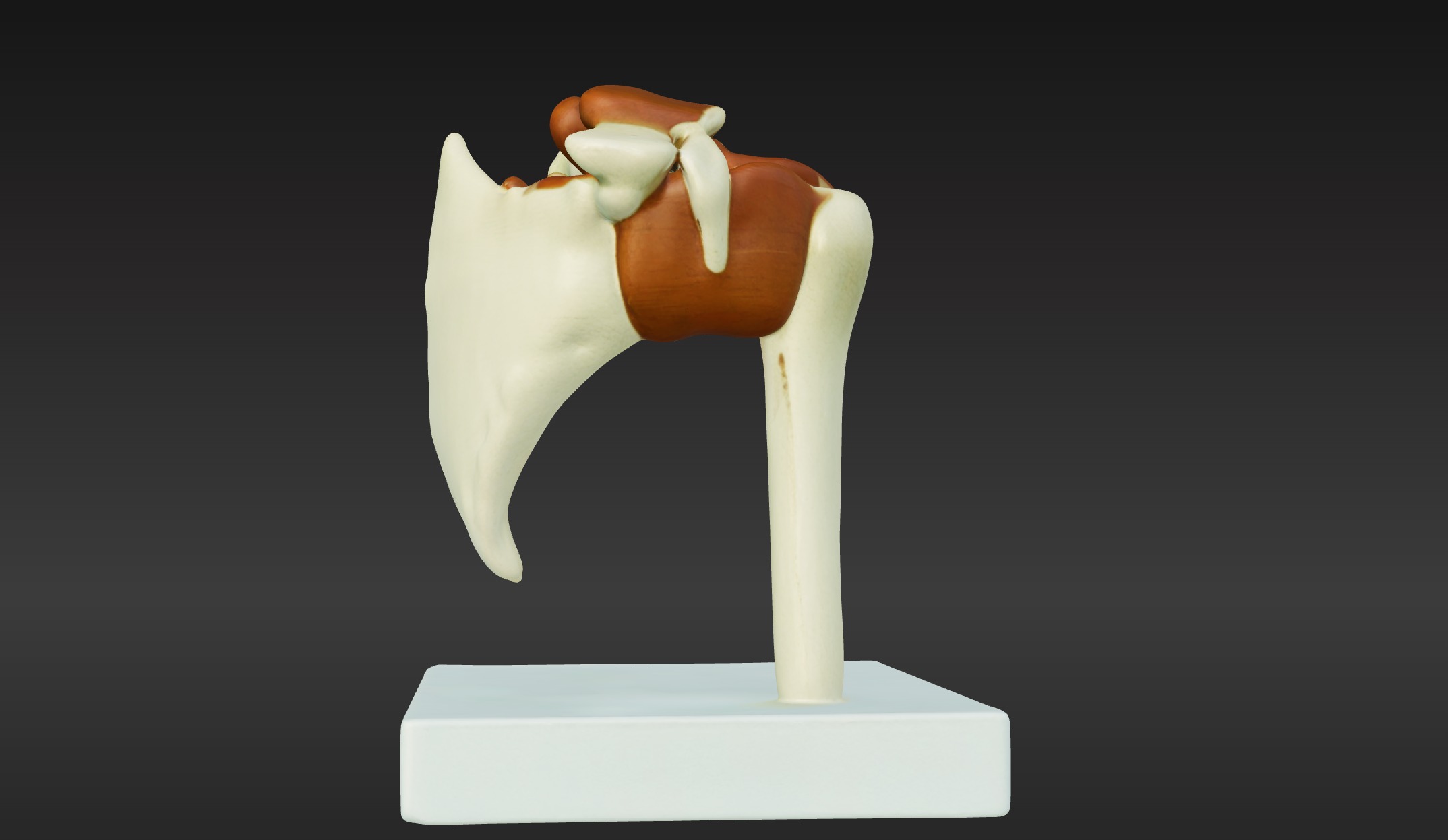 3D Joint Anatomy Model Set with Stand - 4 pack 3D print model_10
