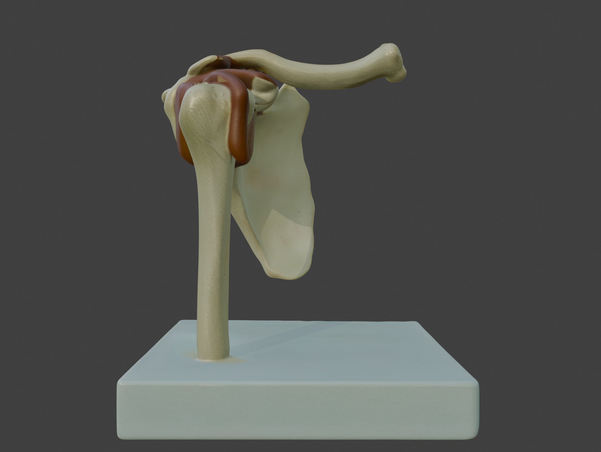 3D Joint Anatomy Model Set with Stand - 4 pack 3D print model_13