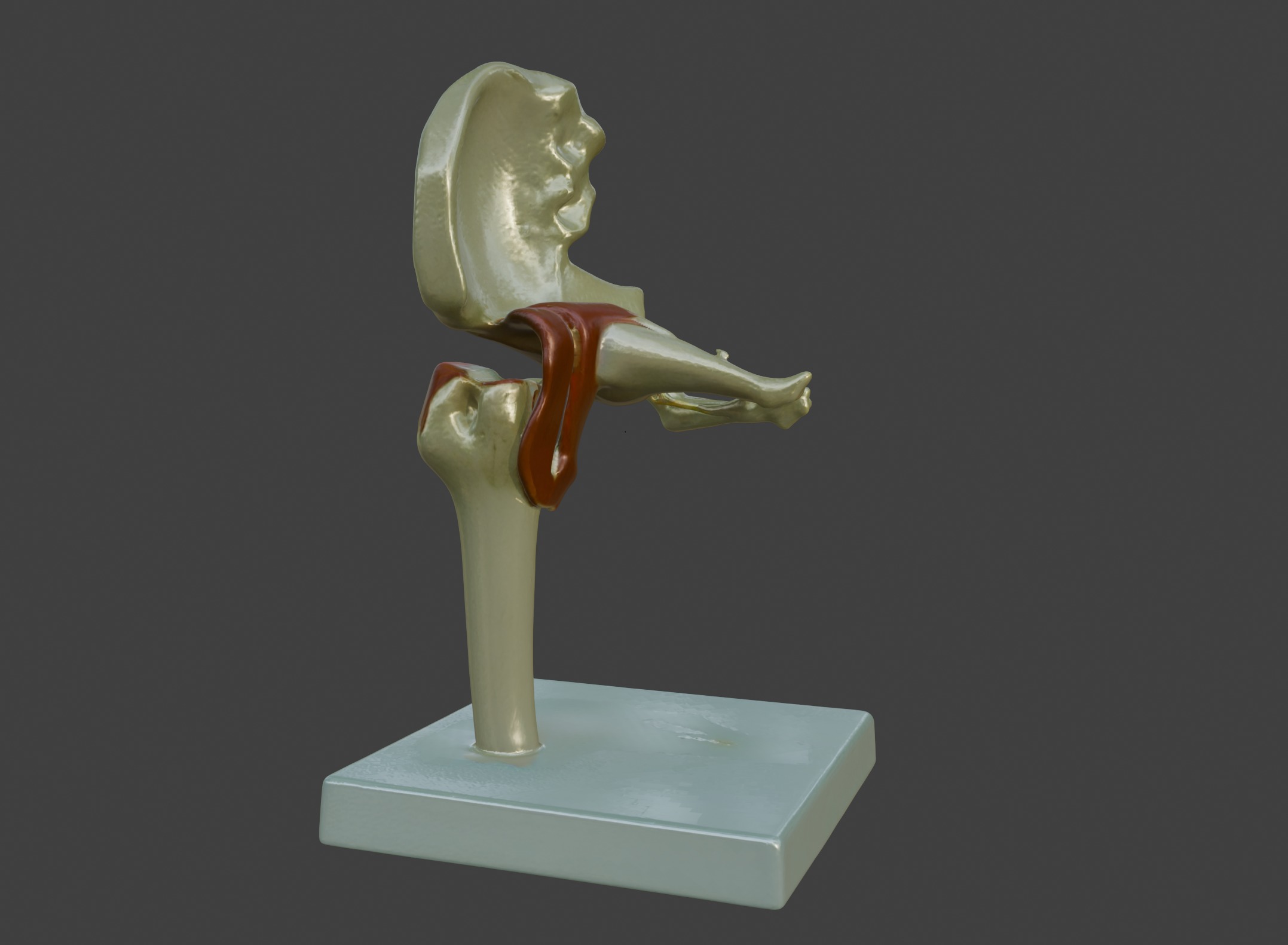 3D Joint Anatomy Model Set with Stand - 4 pack 3D print model_23