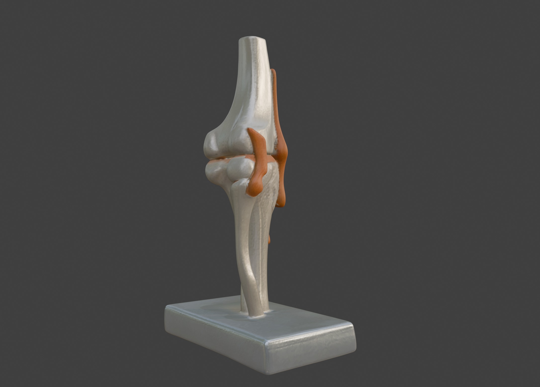 3D Joint Anatomy Model Set with Stand - 4 pack 3D print model_38