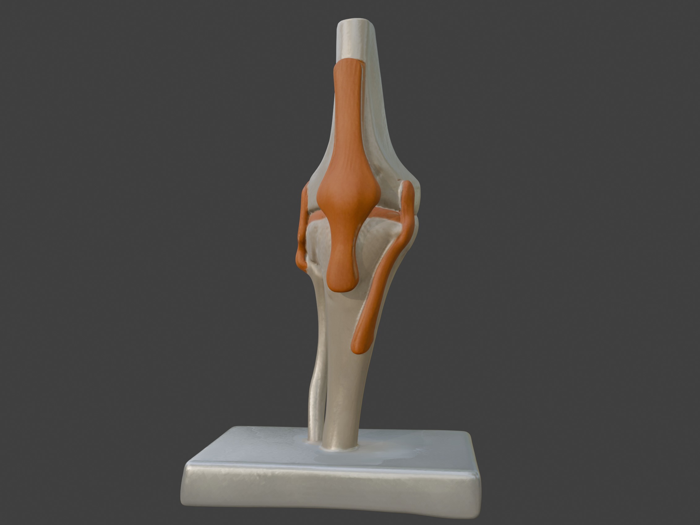 3D Joint Anatomy Model Set with Stand - 4 pack 3D print model_35