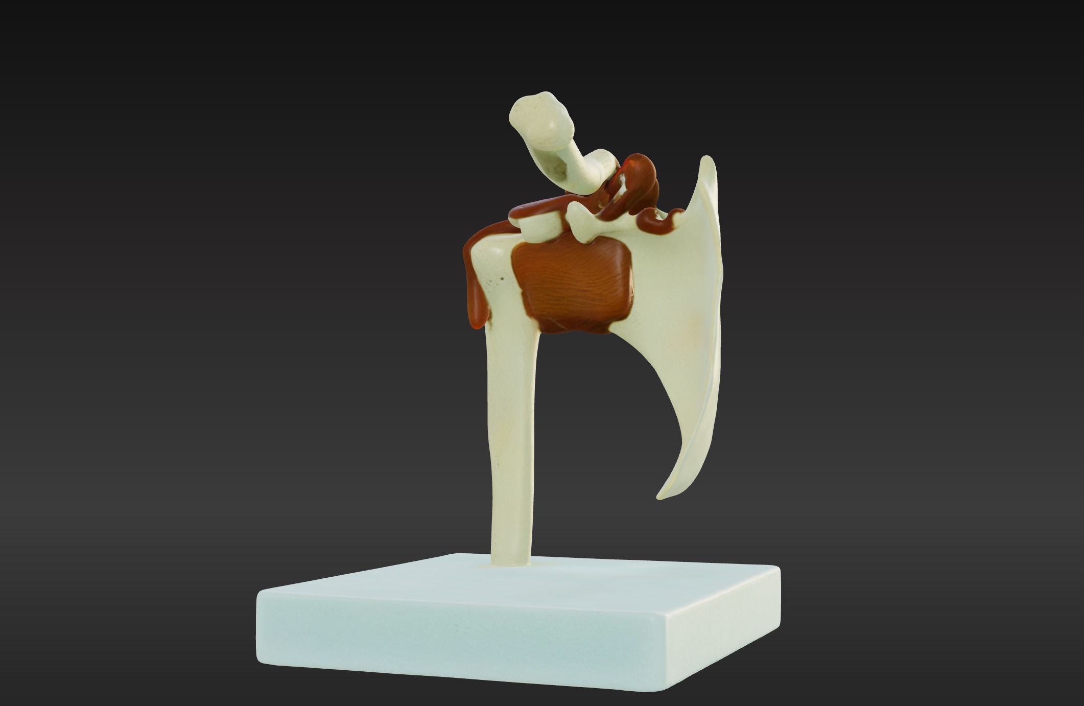 3D Joint Anatomy Model Set with Stand - 4 pack 3D print model_8