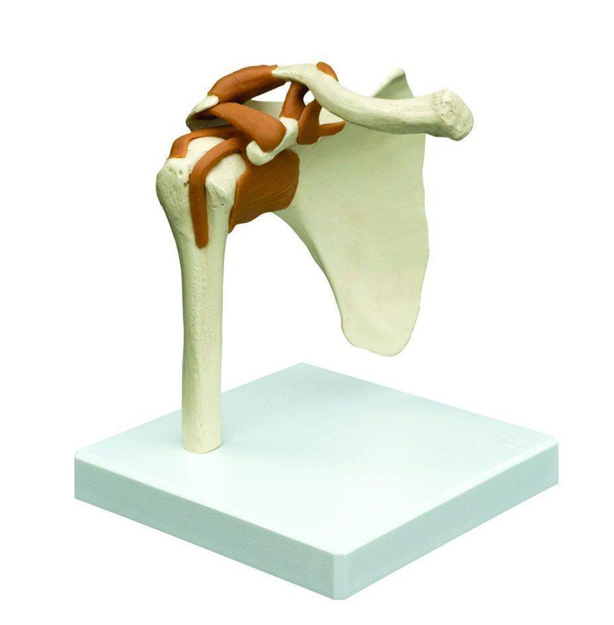 3D Joint Anatomy Model Set with Stand - 4 pack 3D print model_15
