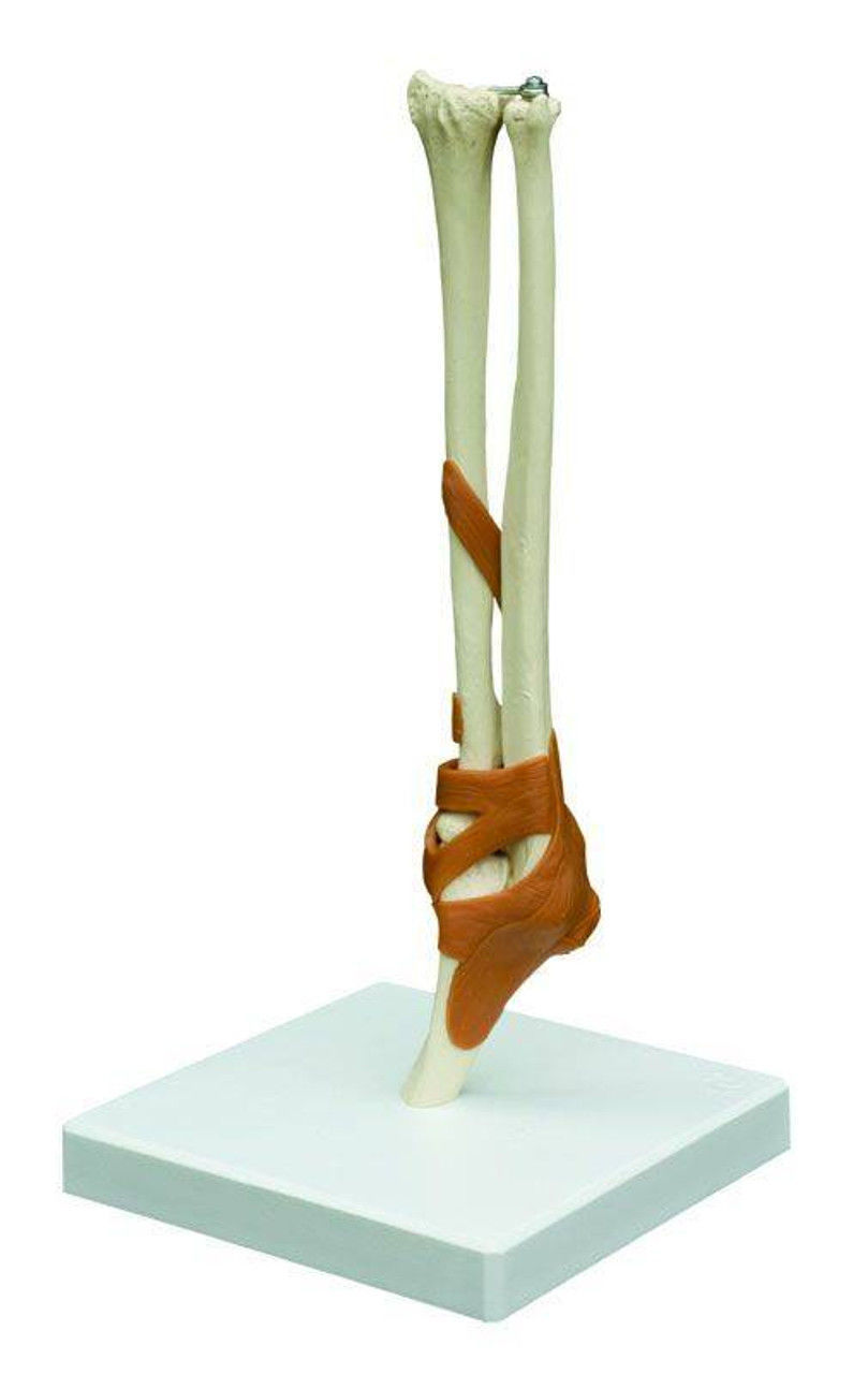 3D Joint Anatomy Model Set with Stand - 4 pack 3D print model_53