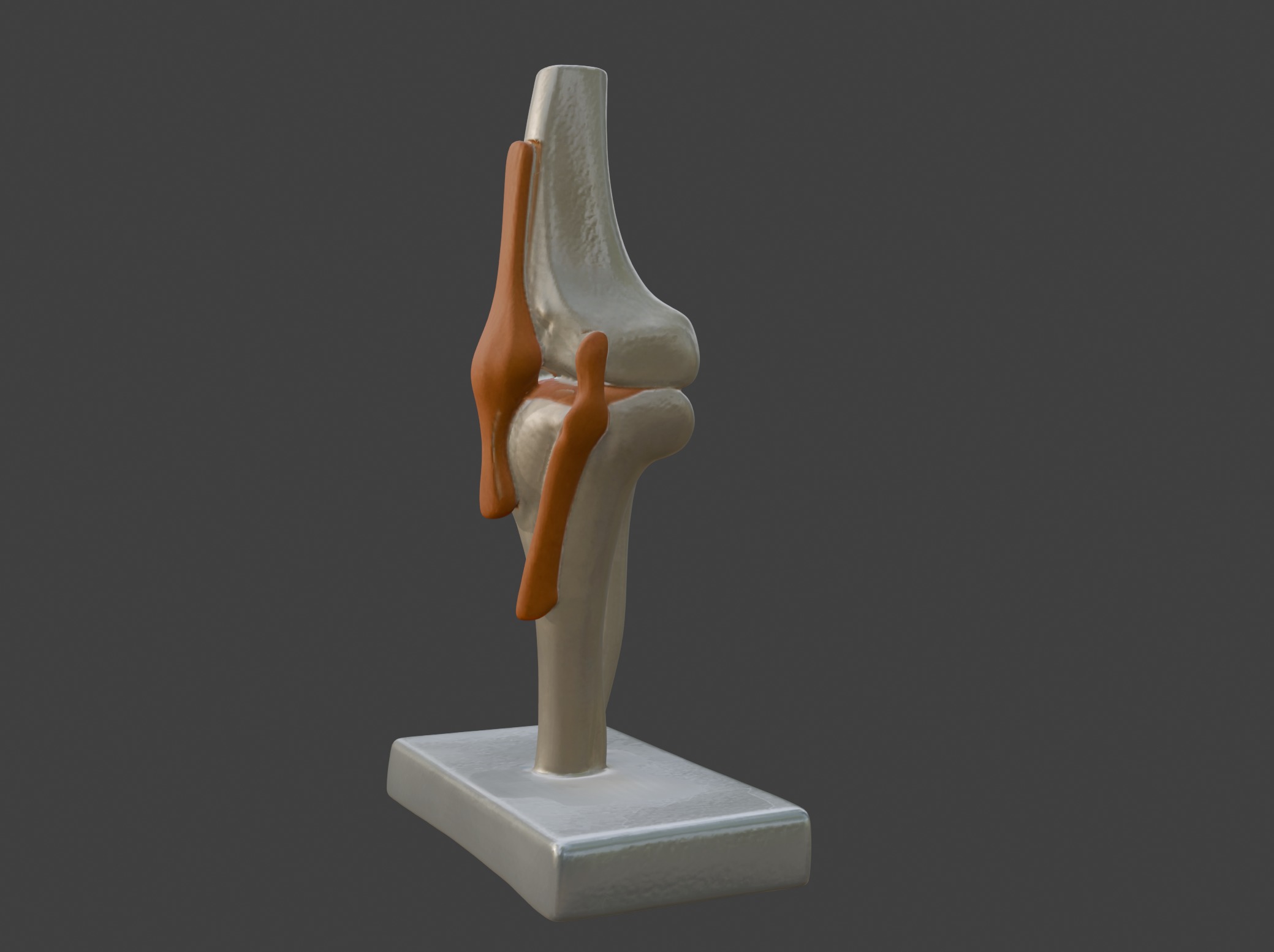 3D Joint Anatomy Model Set with Stand - 4 pack 3D print model_36