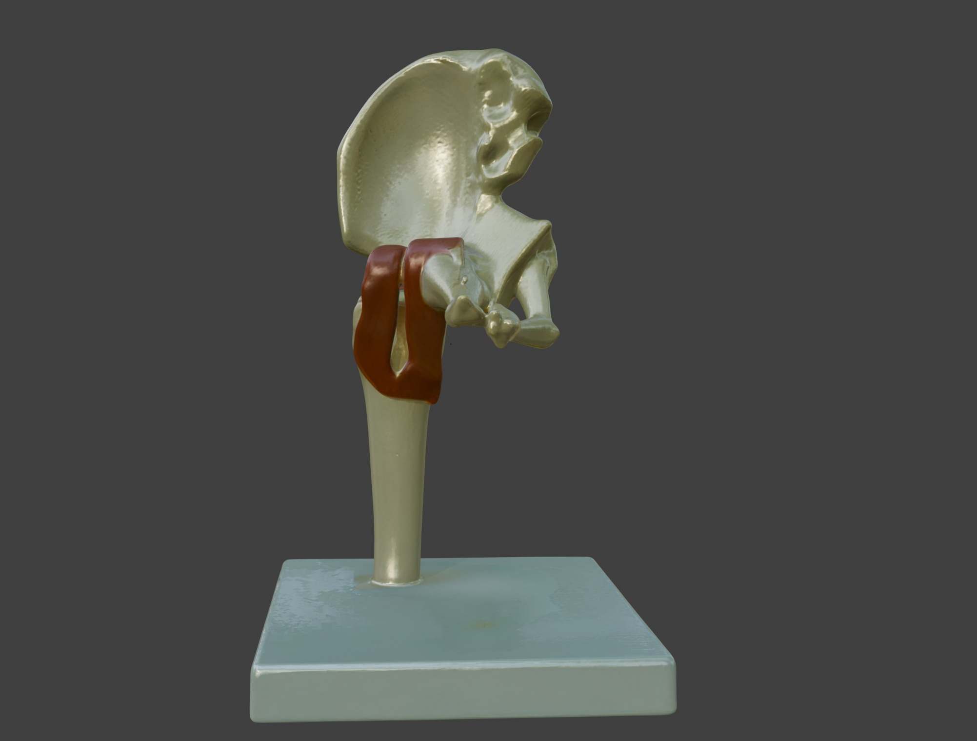 3D Joint Anatomy Model Set with Stand - 4 pack 3D print model_24