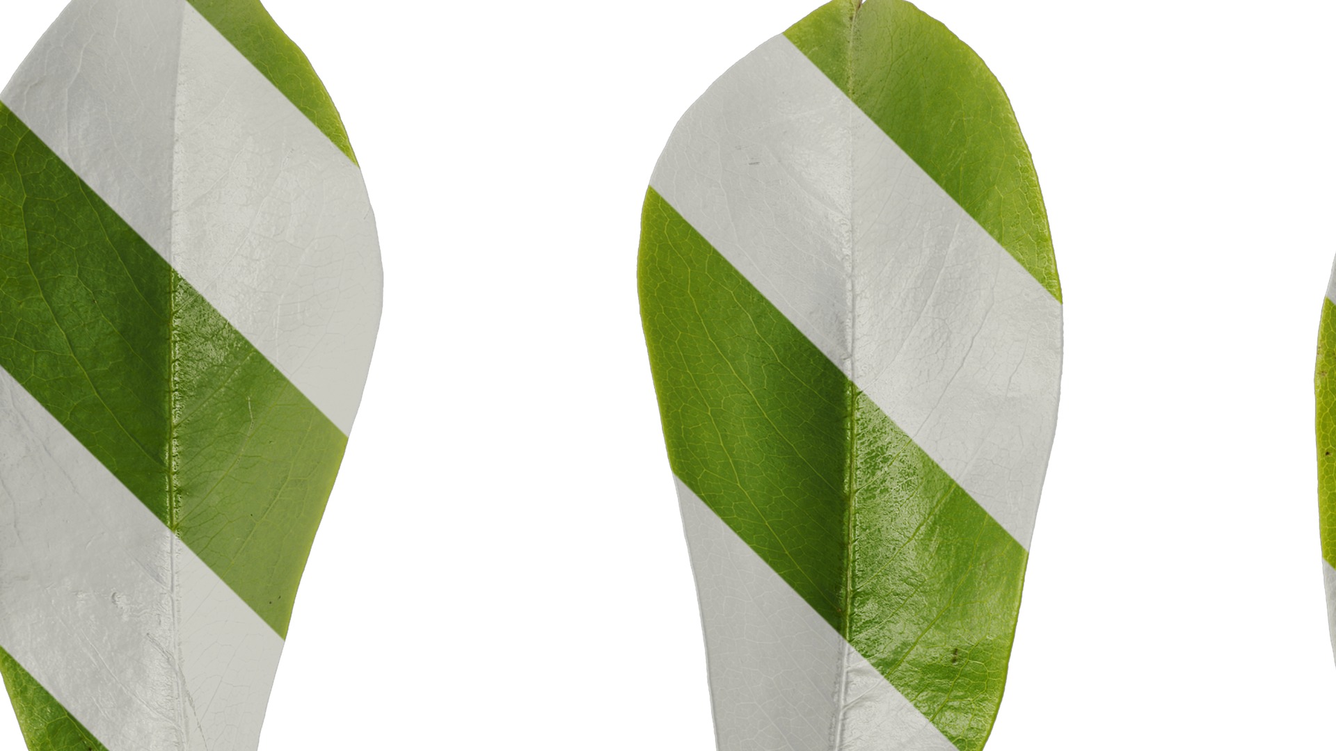 Anydrafts Michelia chapensis Leaf 05 Texture_1