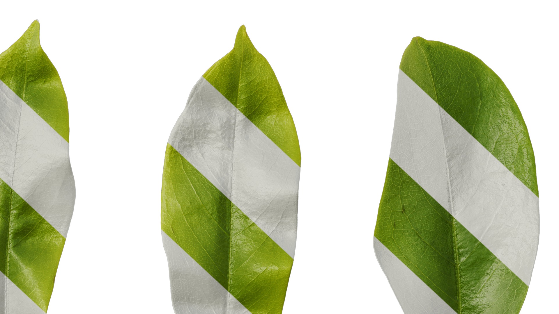 Anydrafts Michelia chapensis Leaf 05 Texture_6