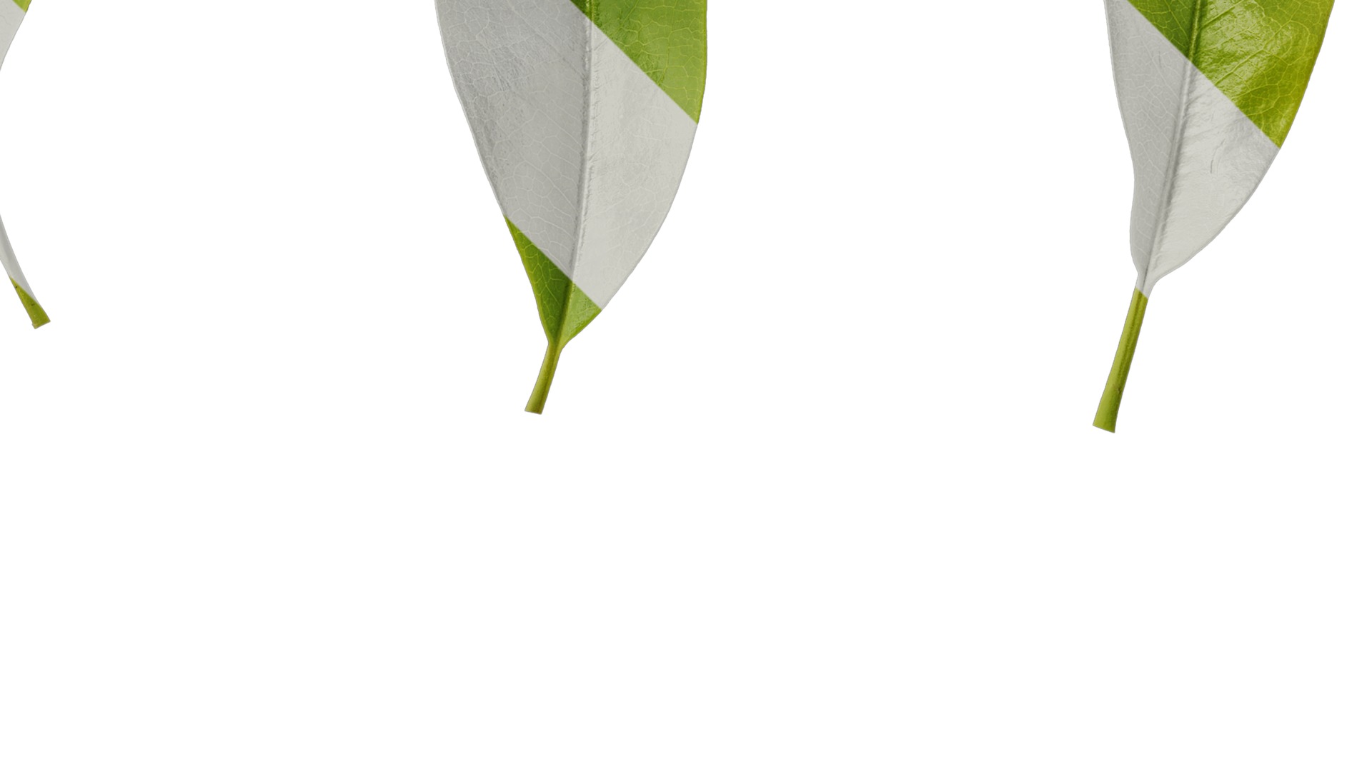 Anydrafts Michelia chapensis Leaf 05 Texture_4