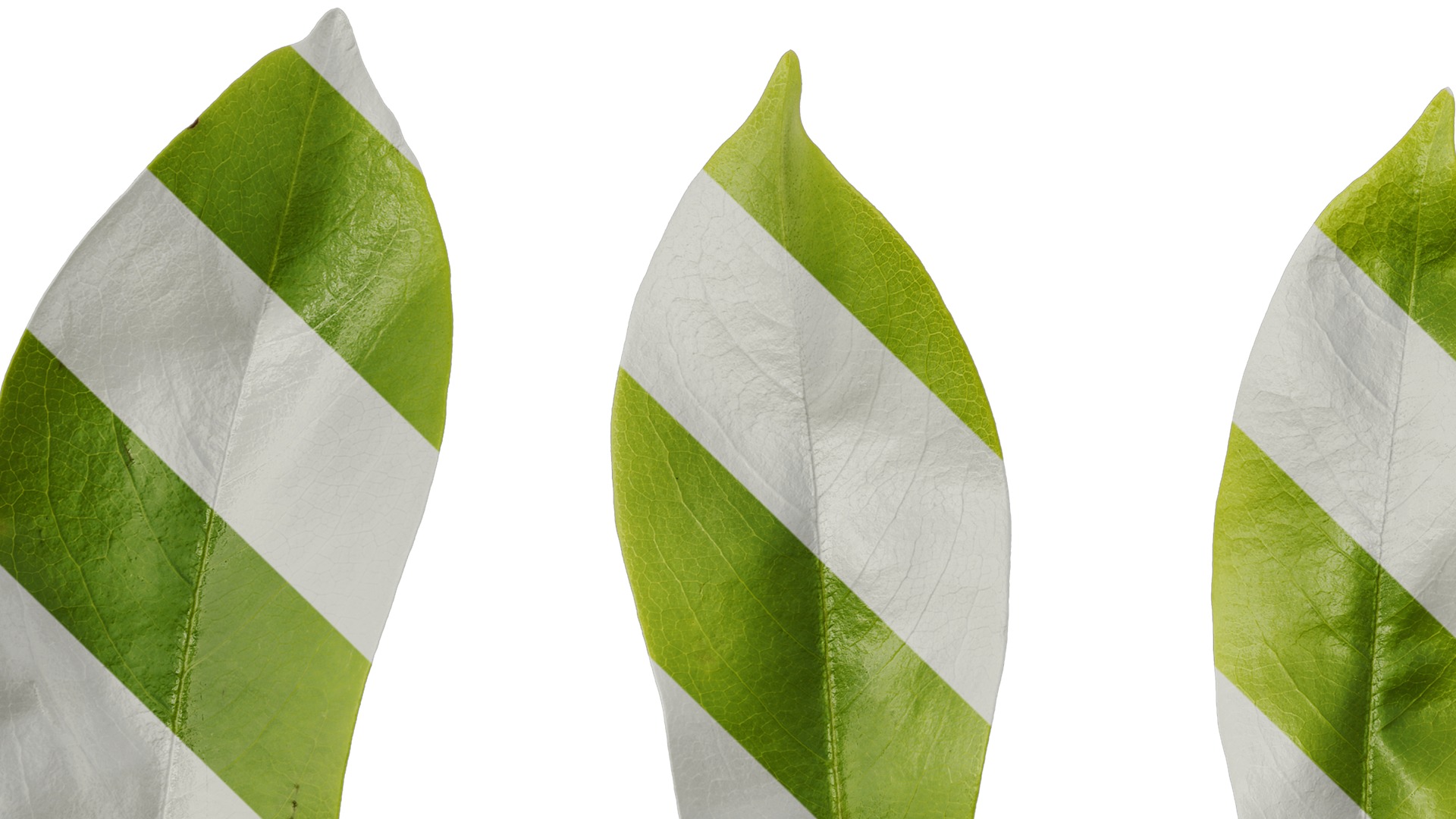 Anydrafts Michelia chapensis Leaf 05 Texture_5