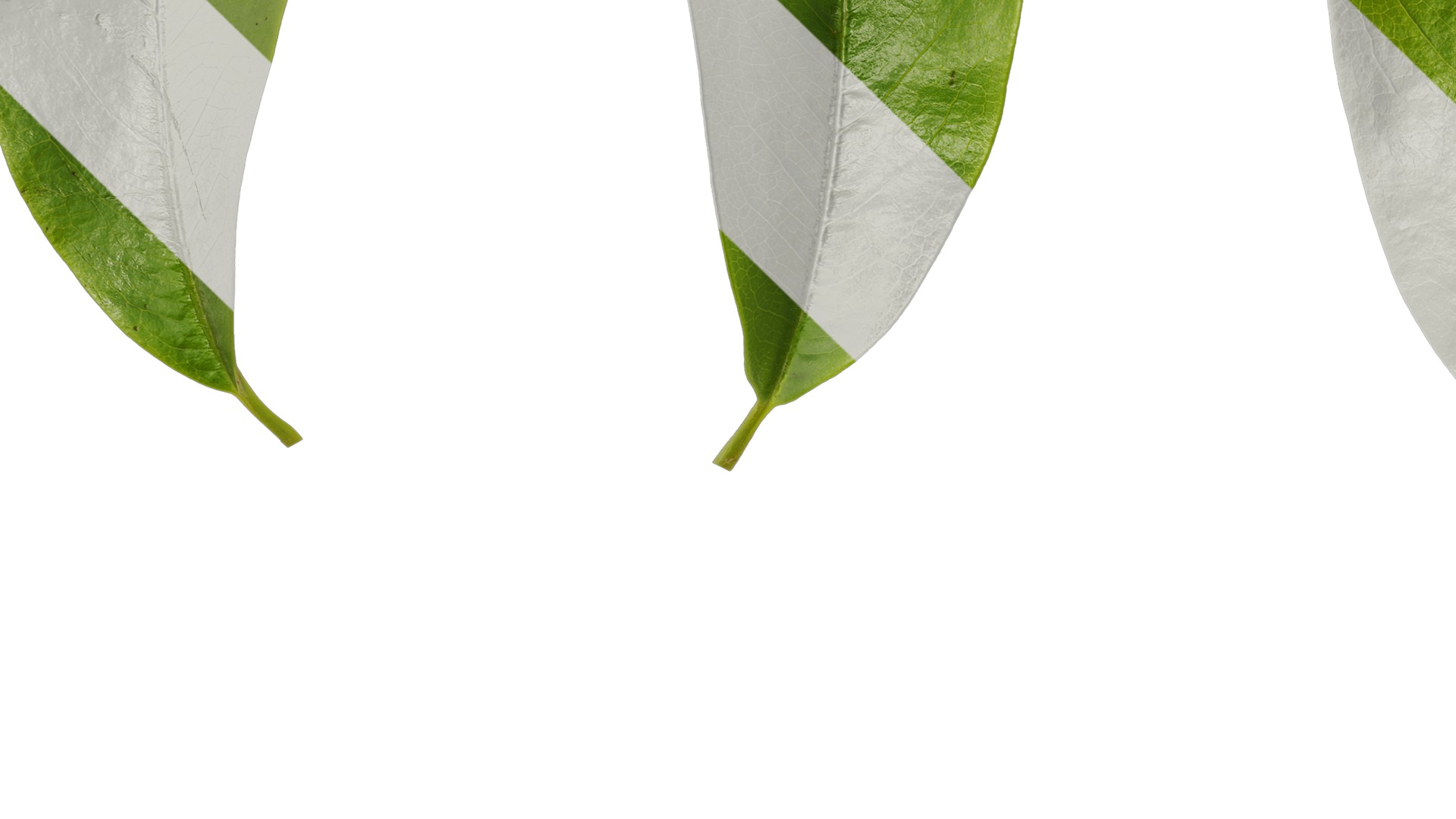 Anydrafts Michelia chapensis Leaf 05 Texture_3