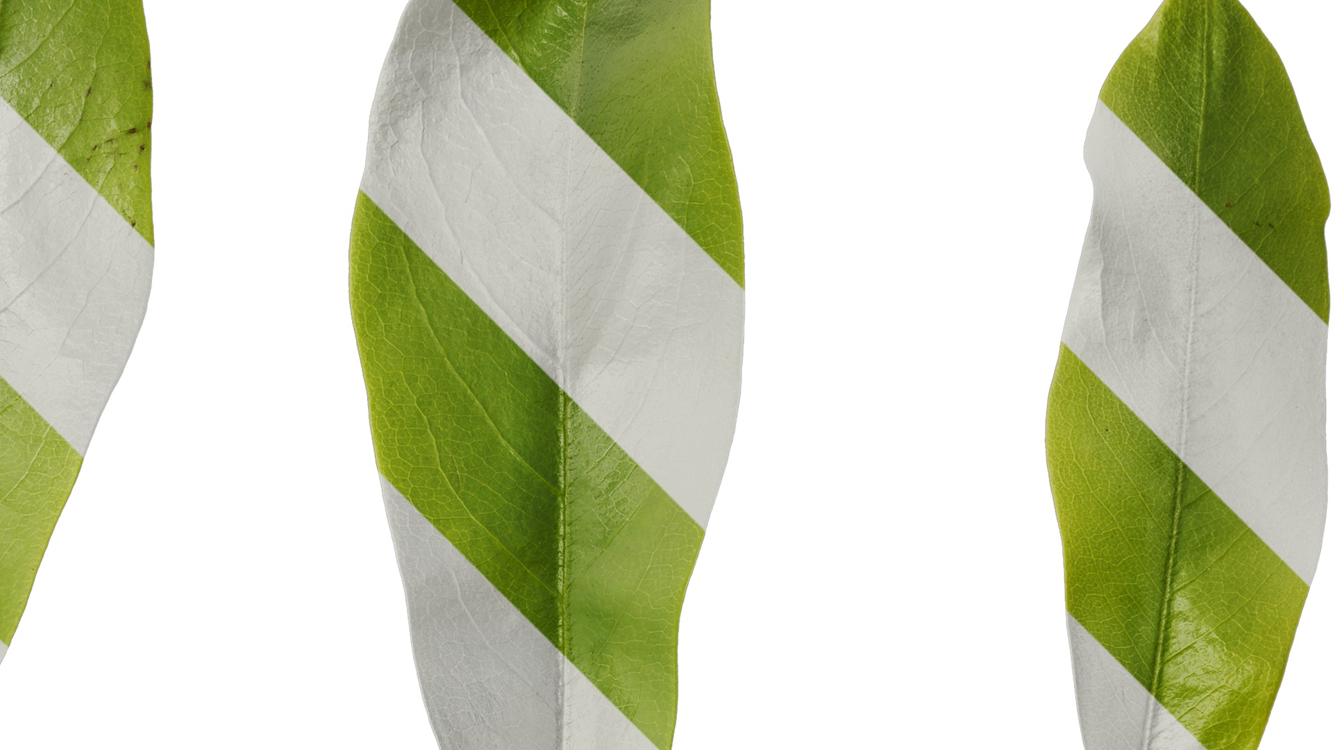 Anydrafts Michelia chapensis Leaf 05 Texture_2