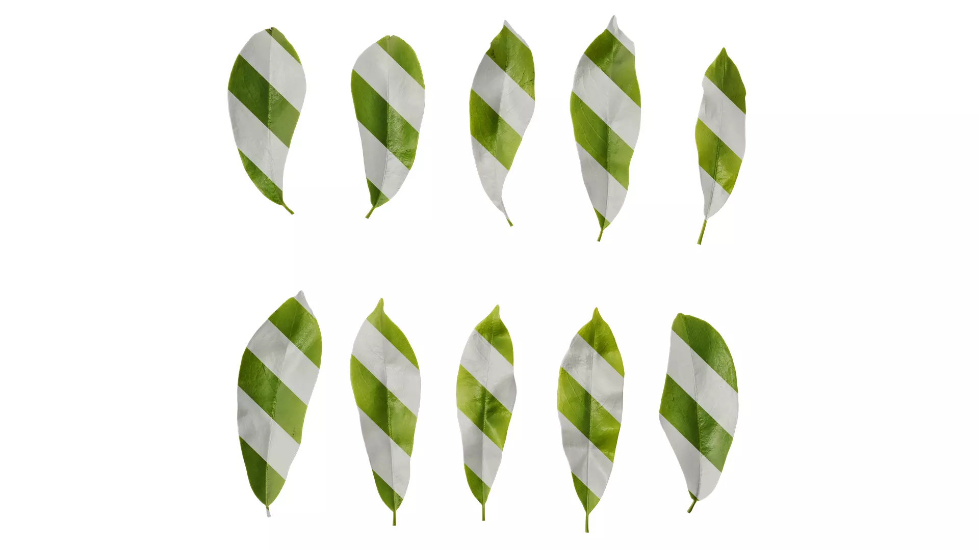 Anydrafts Michelia chapensis Leaf 05 Texture_0
