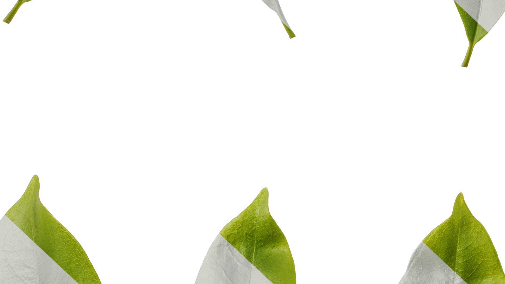 Anydrafts Michelia chapensis Leaf 05 Texture_7