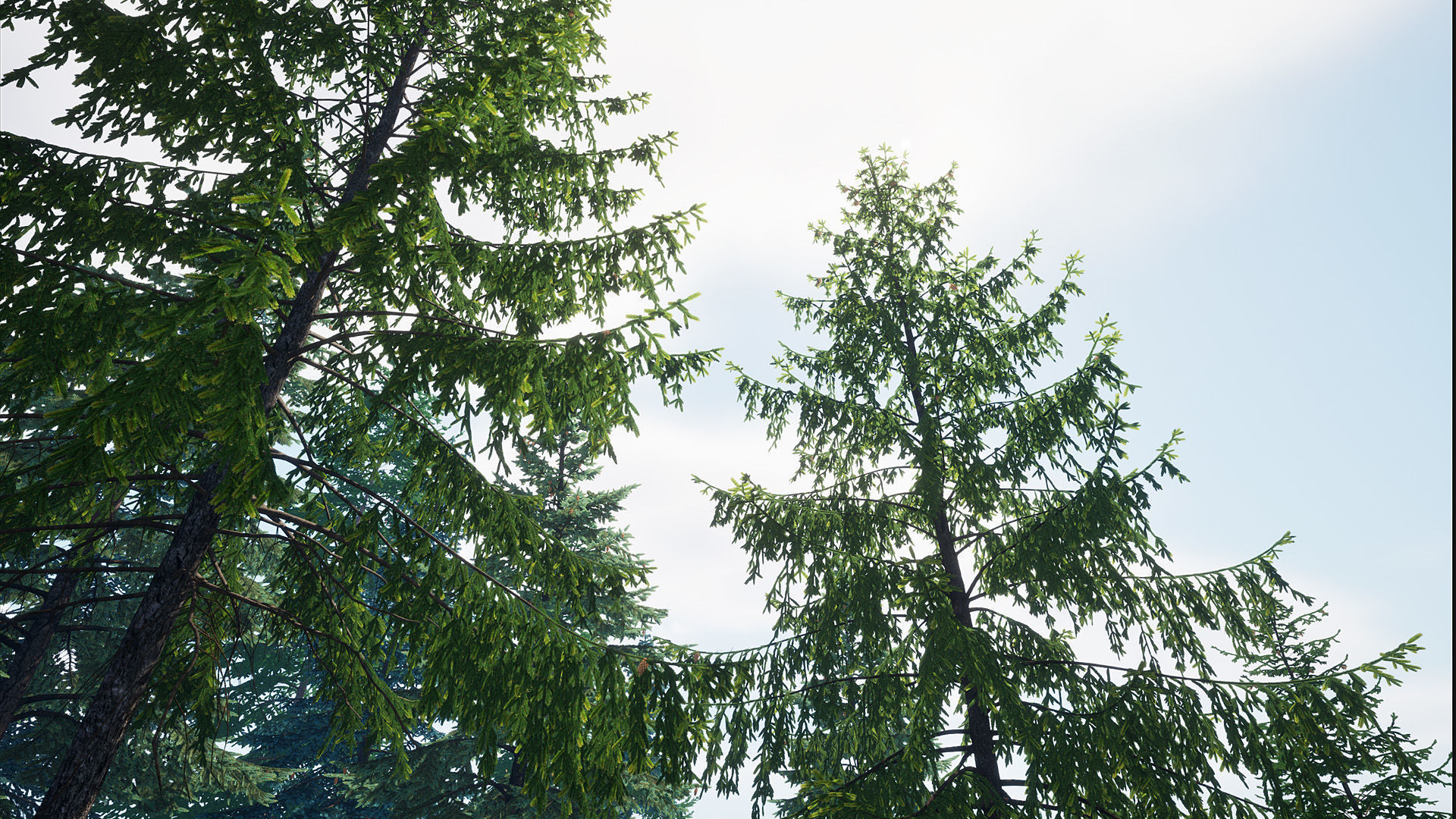 AB3D Plants Volume 8 Spruces for UE 5 28 types 3D model_8