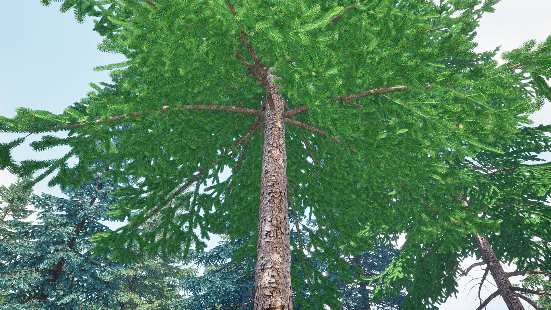 AB3D Plants Volume 8 Spruces for UE 5 28 types 3D model_17