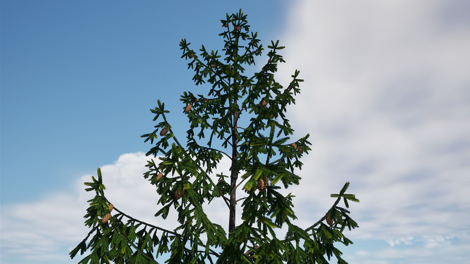 AB3D Plants Volume 8 Spruces for UE 5 28 types 3D model_9