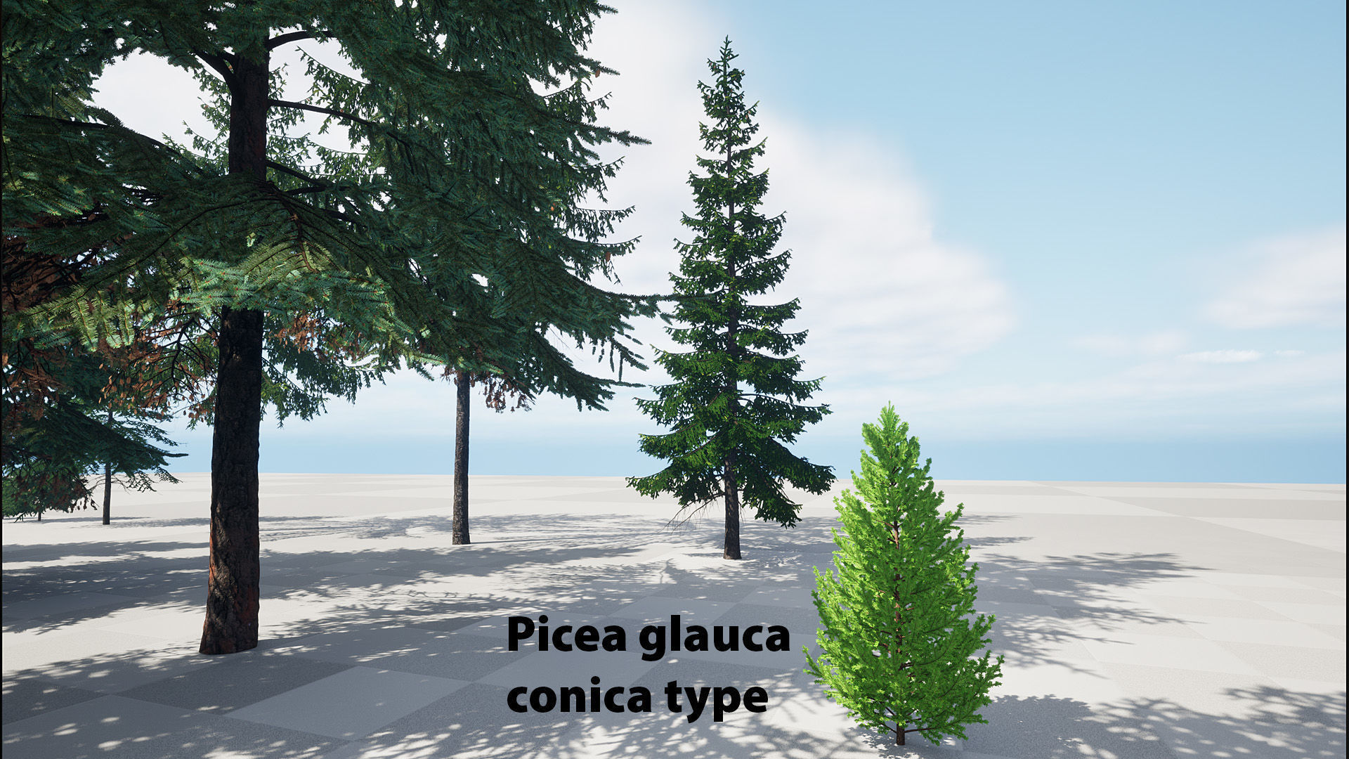 AB3D Plants Volume 8 Spruces for UE 5 28 types 3D model_11