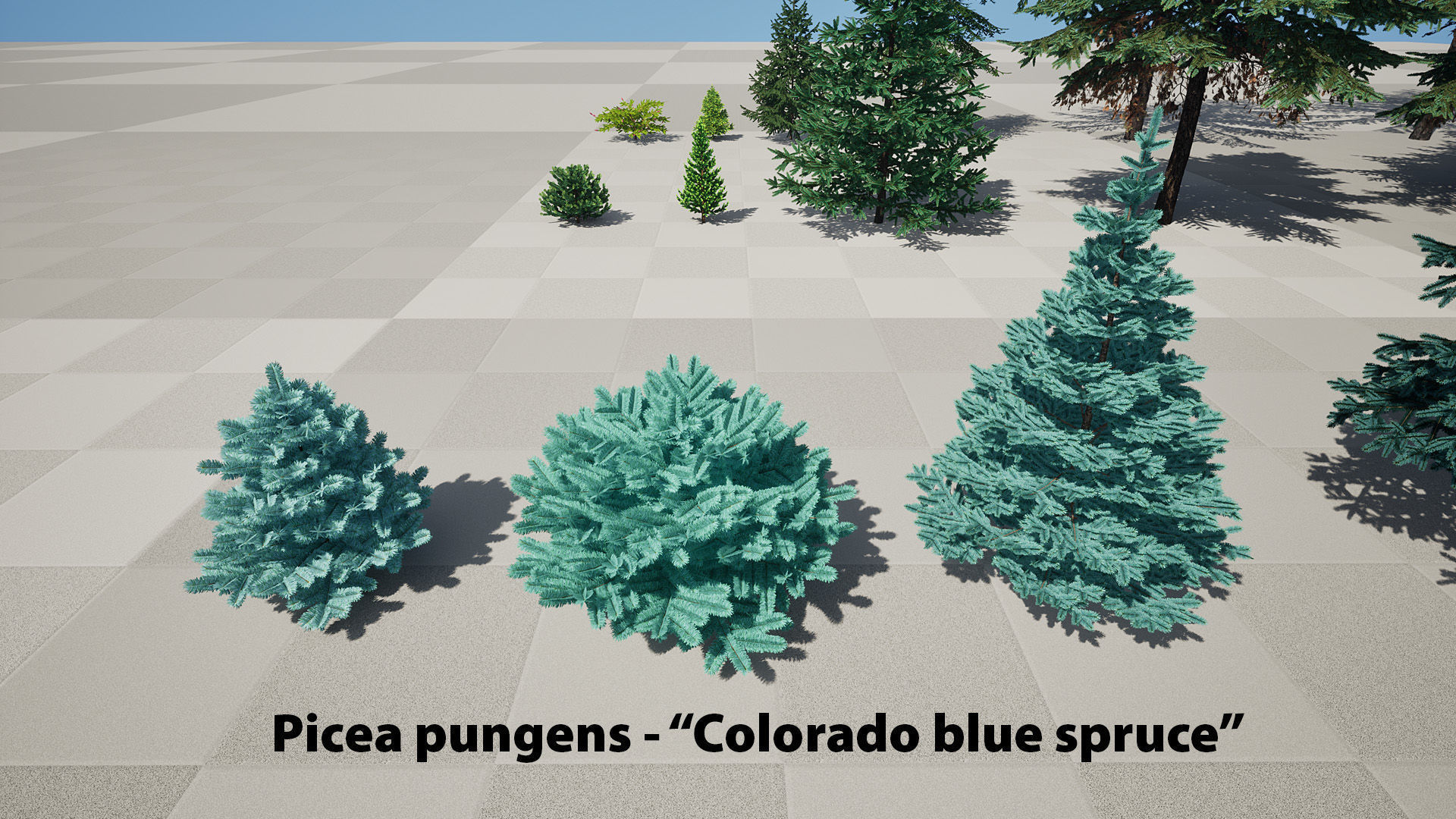 AB3D Plants Volume 8 Spruces for UE 5 28 types 3D model_12