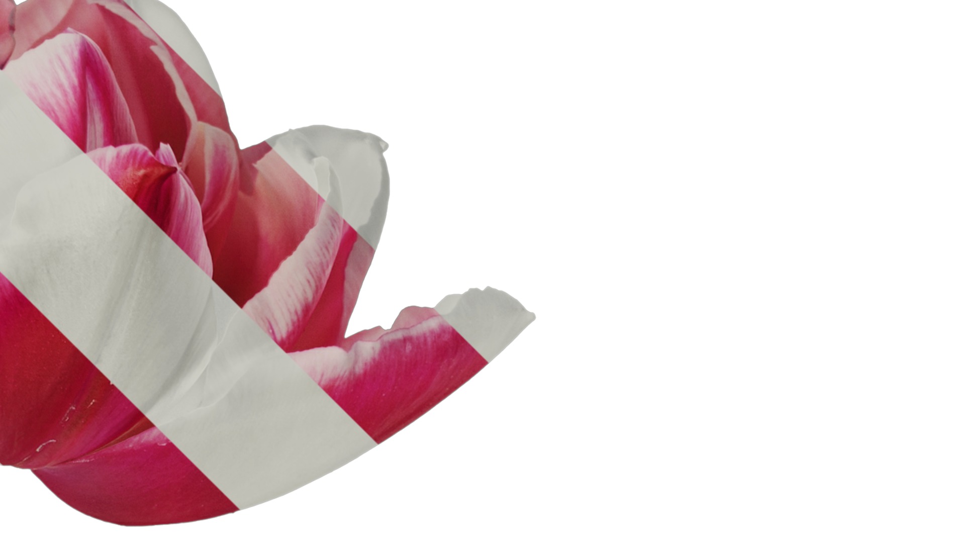 Anydrafts Tulipa gesneriana Flower 08 Texture_2