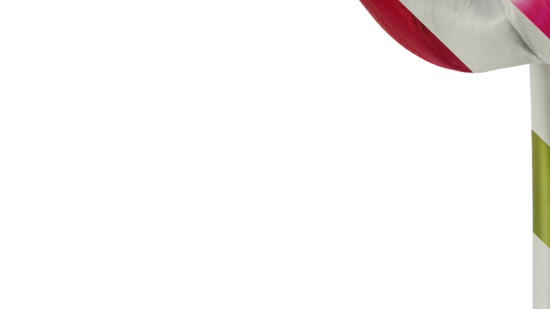 Anydrafts Tulipa gesneriana Flower 08 Texture_3