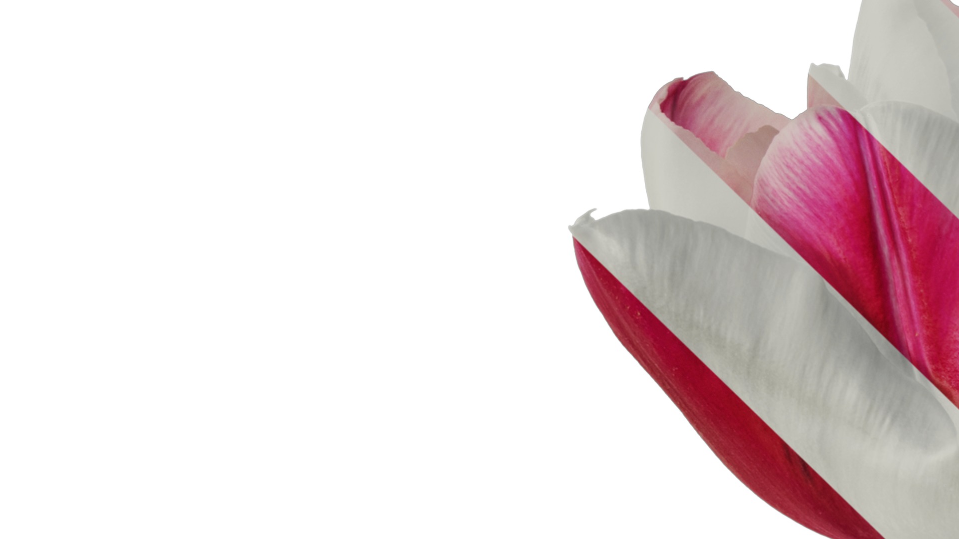 Anydrafts Tulipa gesneriana Flower 08 Texture_1