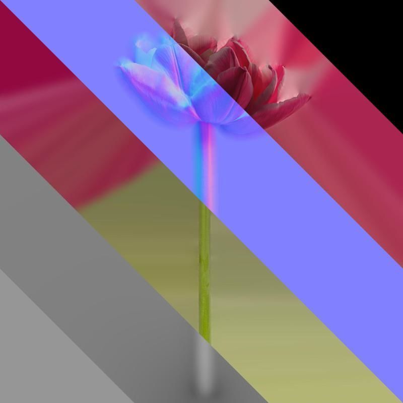 Anydrafts Tulipa gesneriana Flower 08 Texture_8