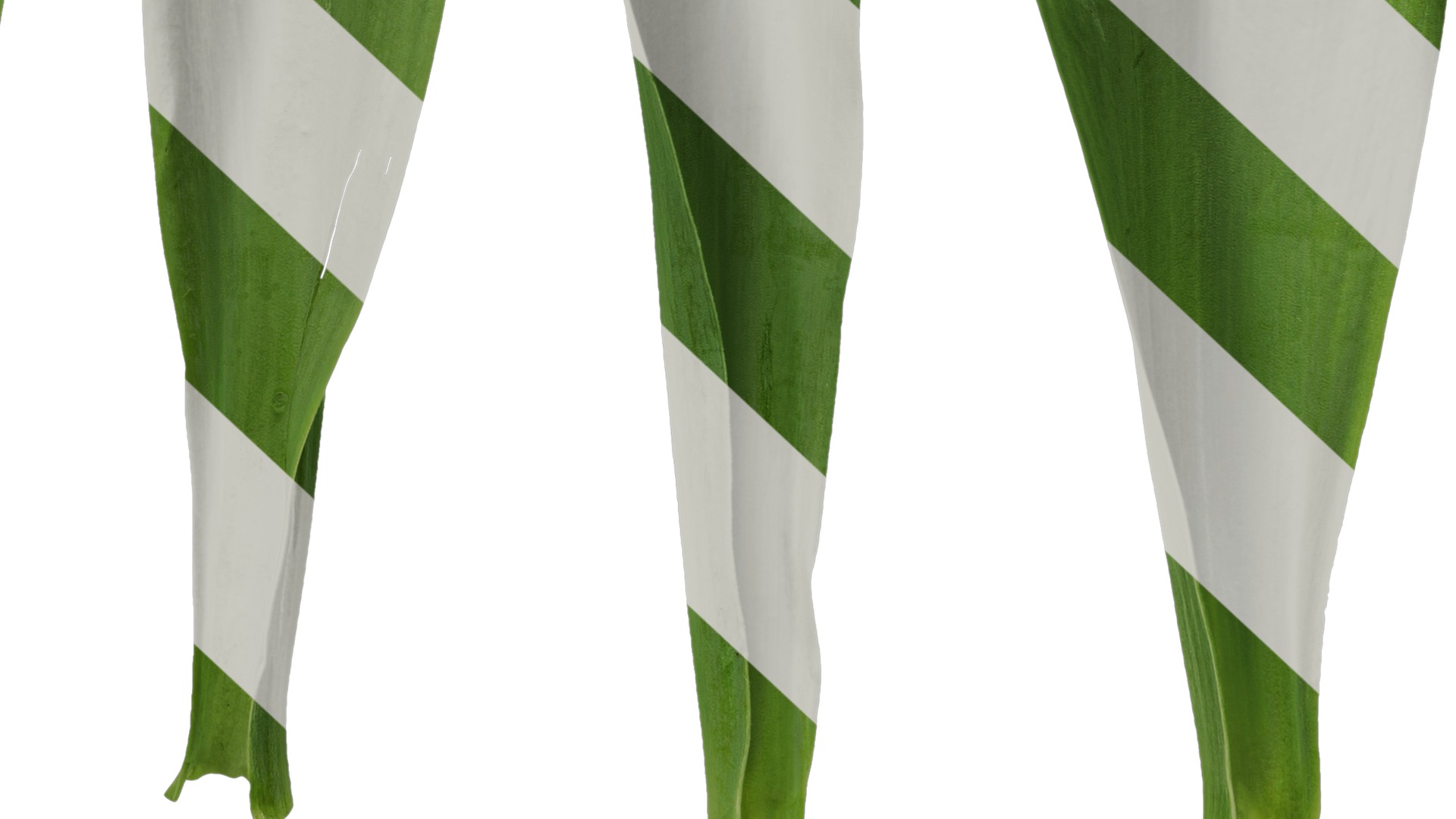 Anydrafts Tulipa gesneriana Leaf 01 Texture_6