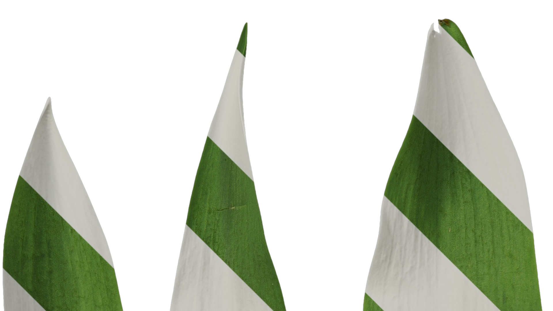 Anydrafts Tulipa gesneriana Leaf 01 Texture_2