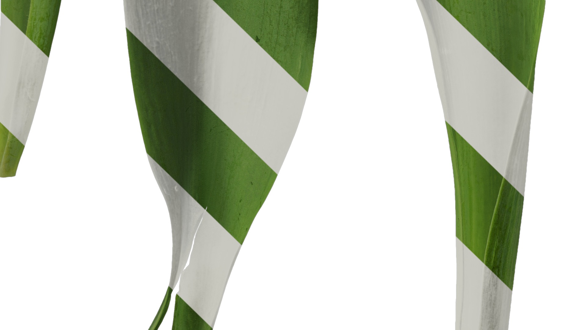 Anydrafts Tulipa gesneriana Leaf 01 Texture_5