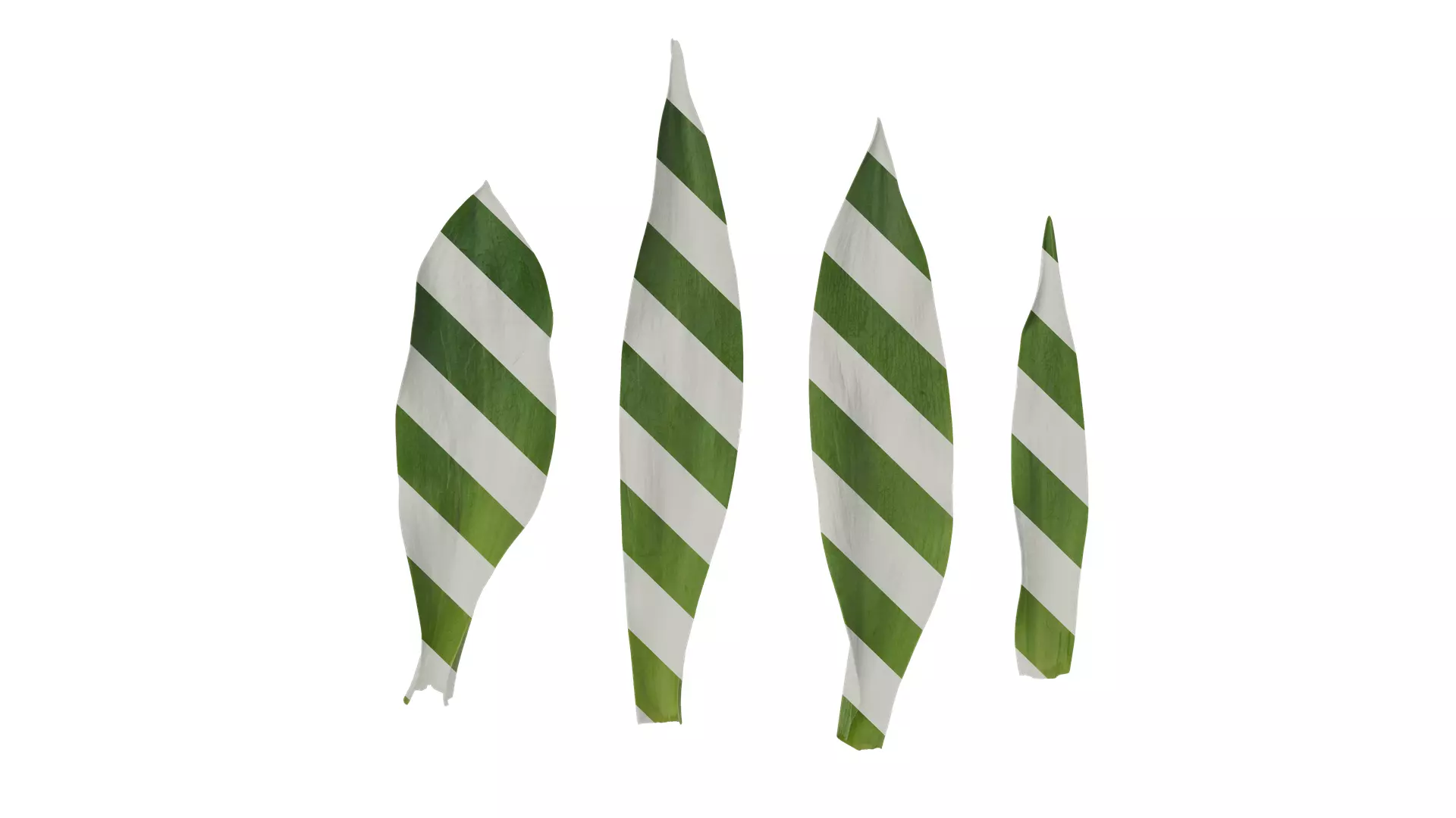 Anydrafts Tulipa gesneriana Leaf 02 Texture