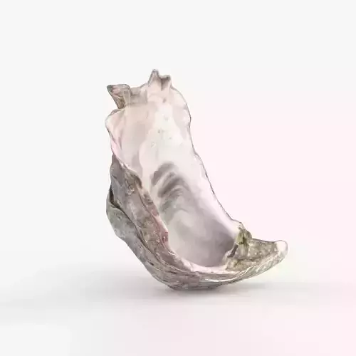 Photorealistic 3D scan of sea oyster shell