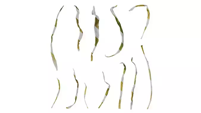 Anydrafts Tulipa gesneriana Leaf 03