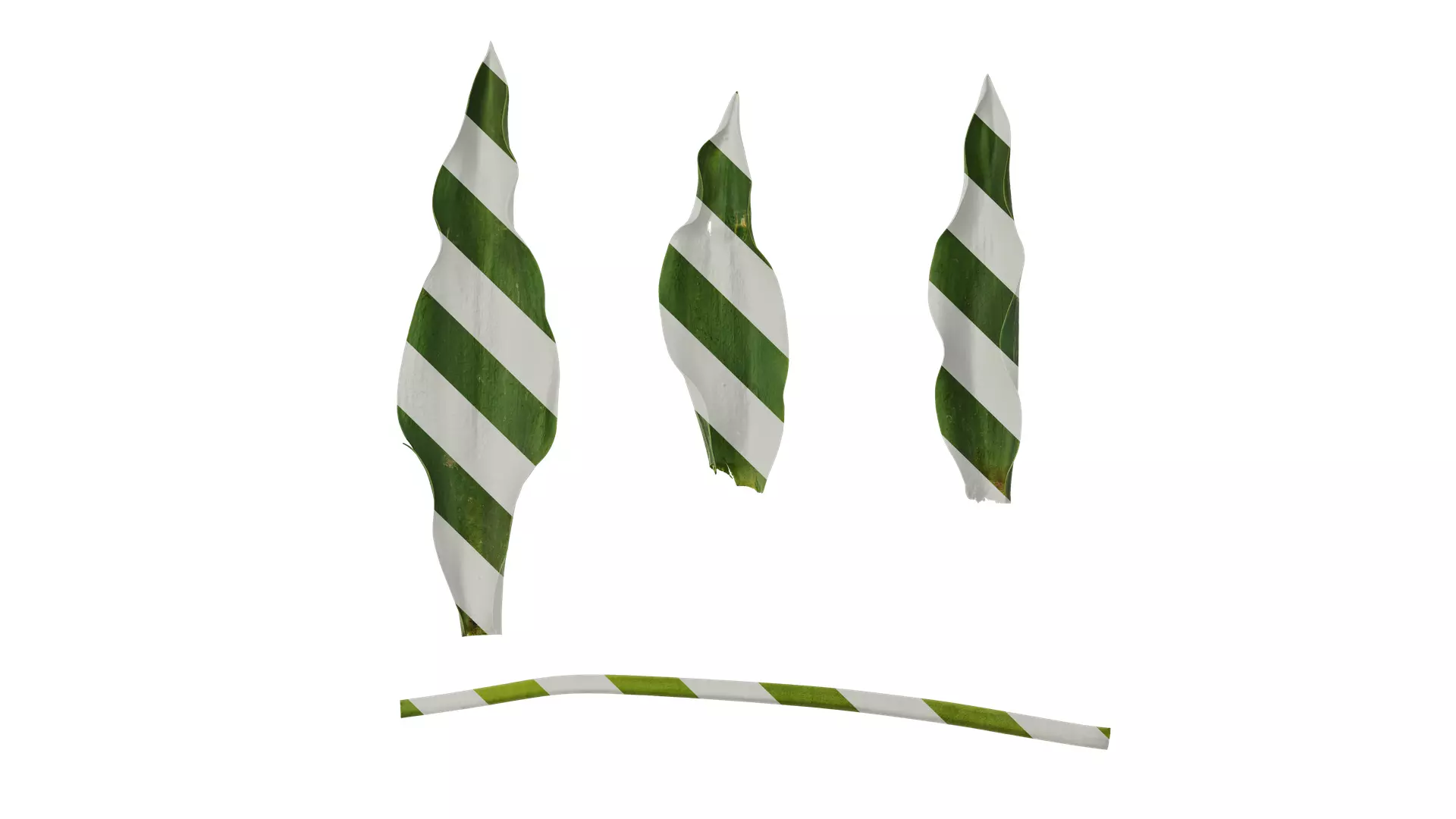 Anydrafts Tulipa gesneriana Leaf 06 Texture_0