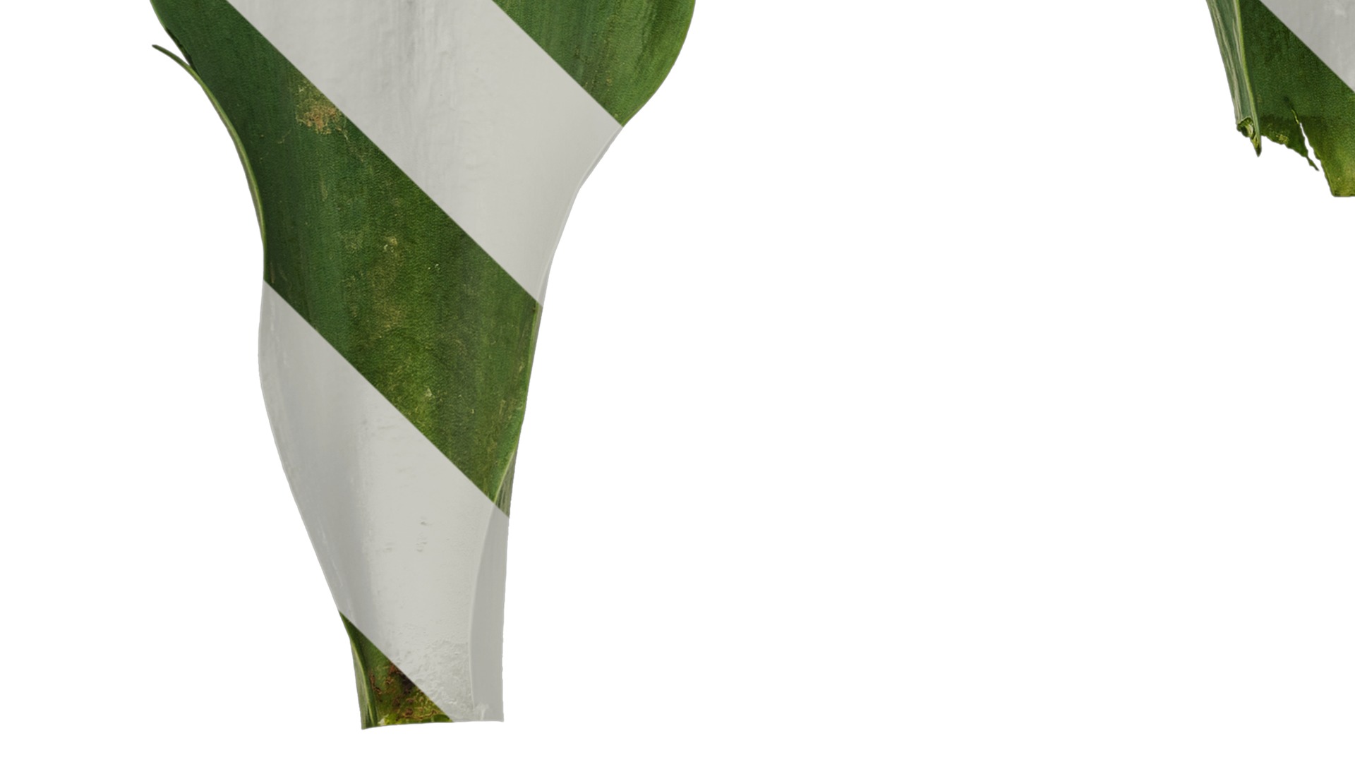 Anydrafts Tulipa gesneriana Leaf 06 Texture_5