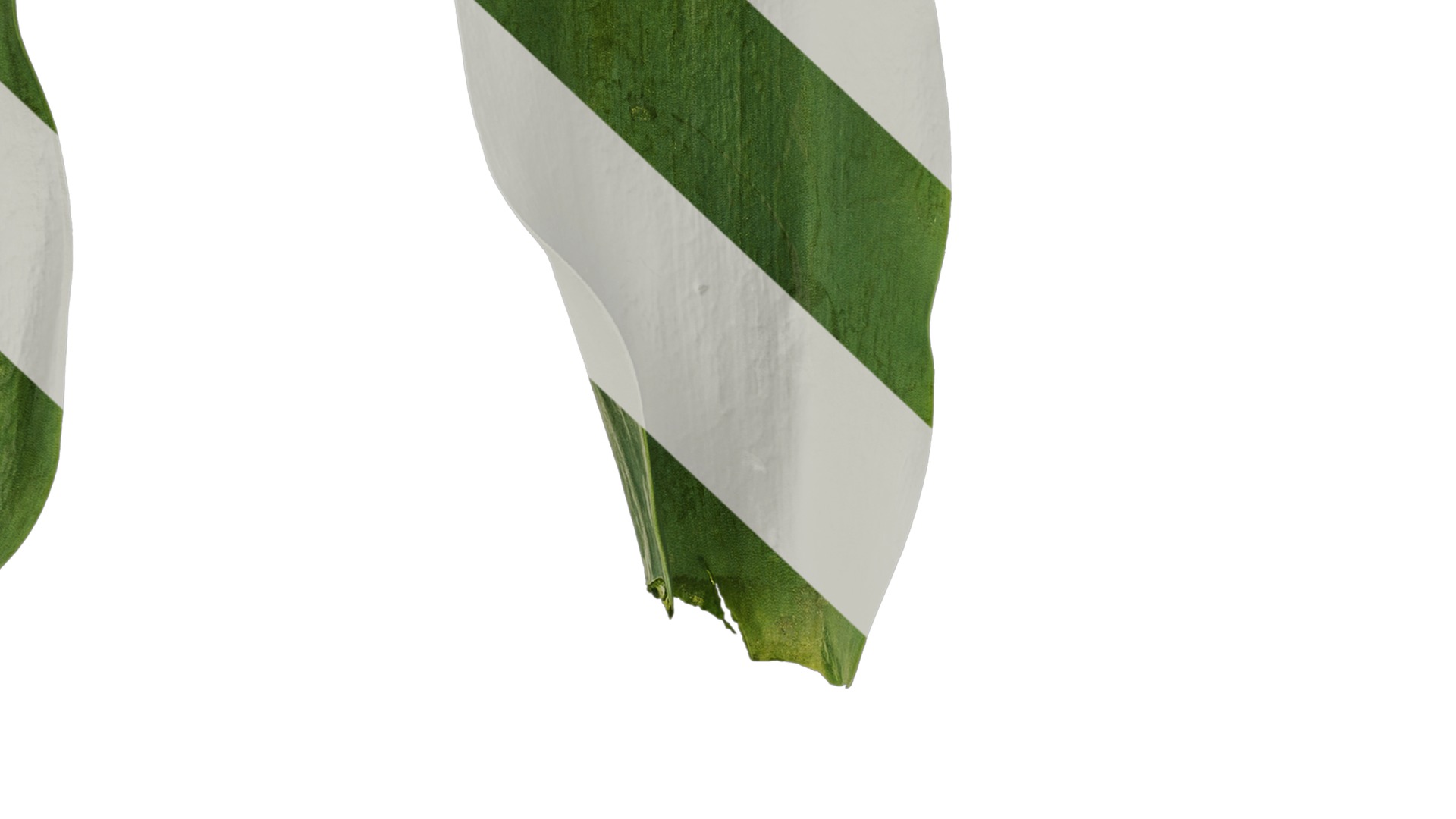 Anydrafts Tulipa gesneriana Leaf 06 Texture_7