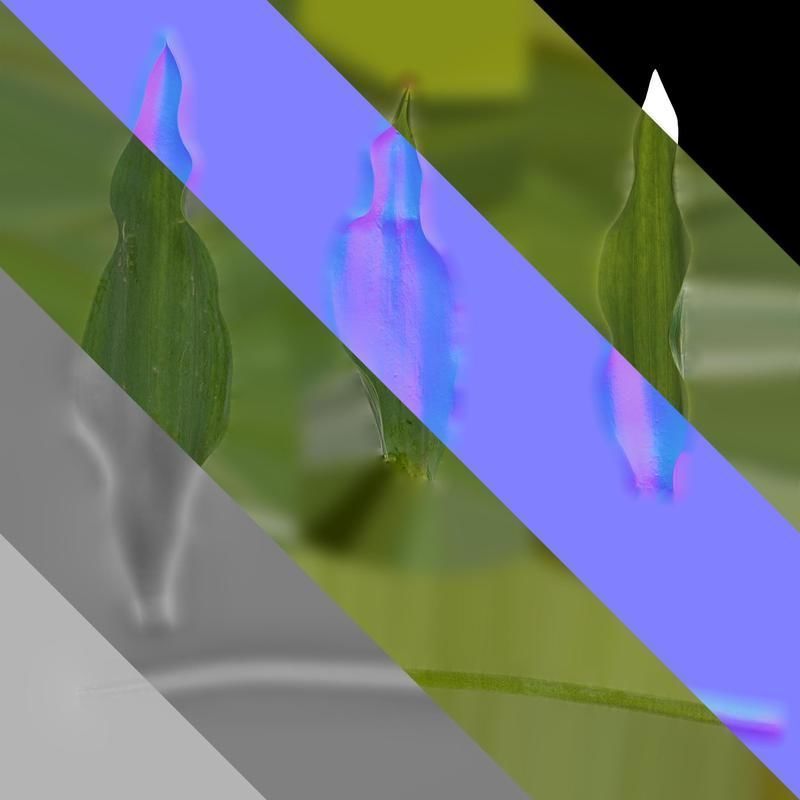 Anydrafts Tulipa gesneriana Leaf 06 Texture_8