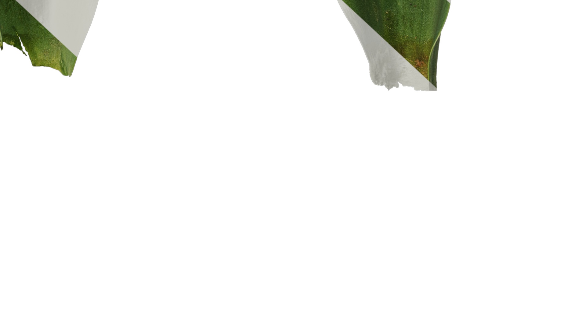 Anydrafts Tulipa gesneriana Leaf 06 Texture_6