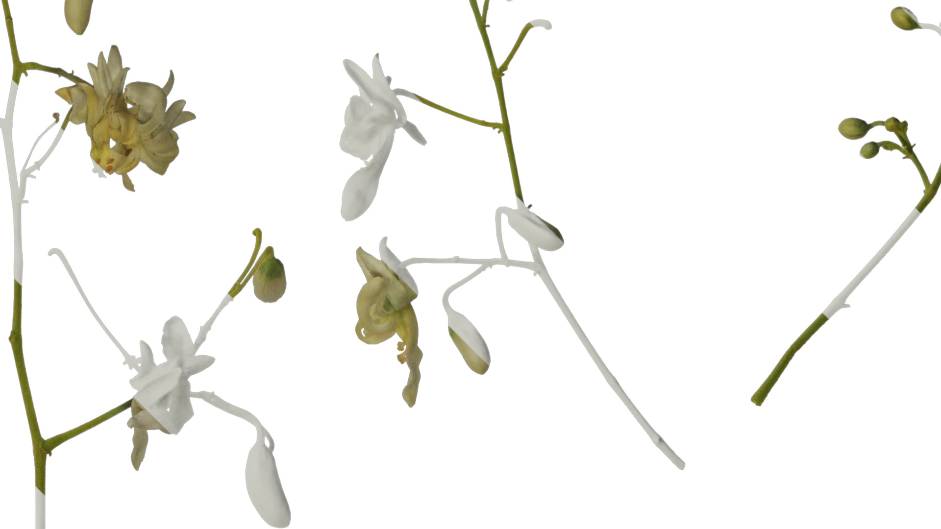 Anydrafts Moringa oleifera Atlas 01 Texture_2