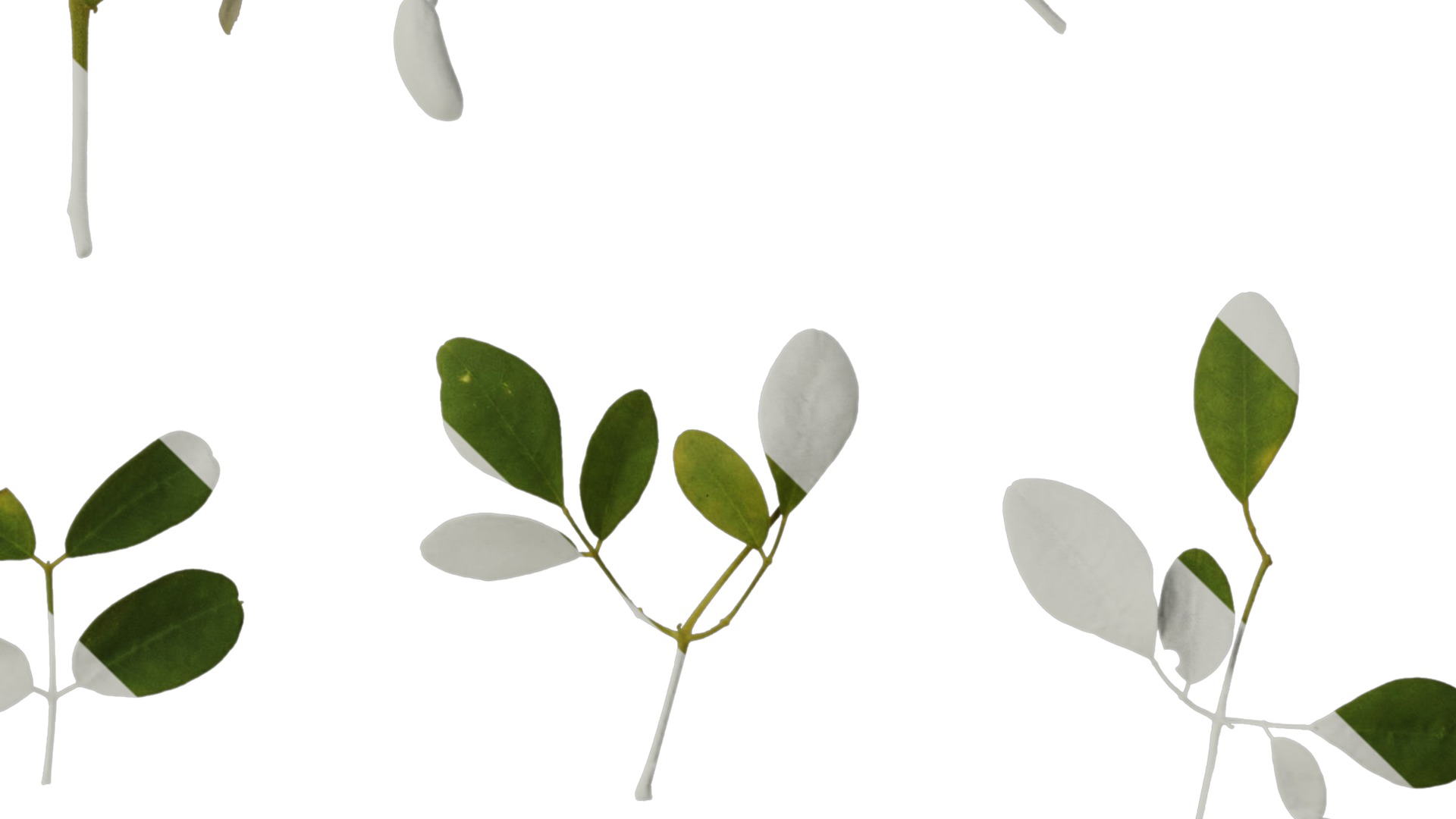 Anydrafts Moringa oleifera Atlas 01 Texture_4