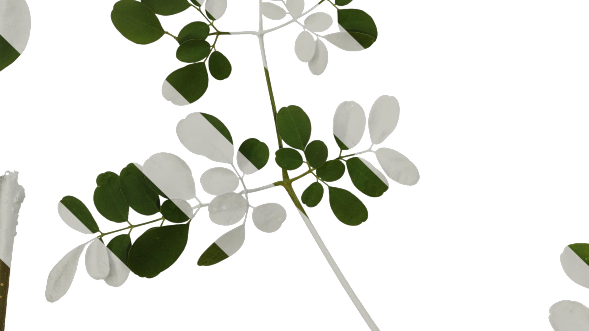 Anydrafts Moringa oleifera Atlas 01 Texture_3