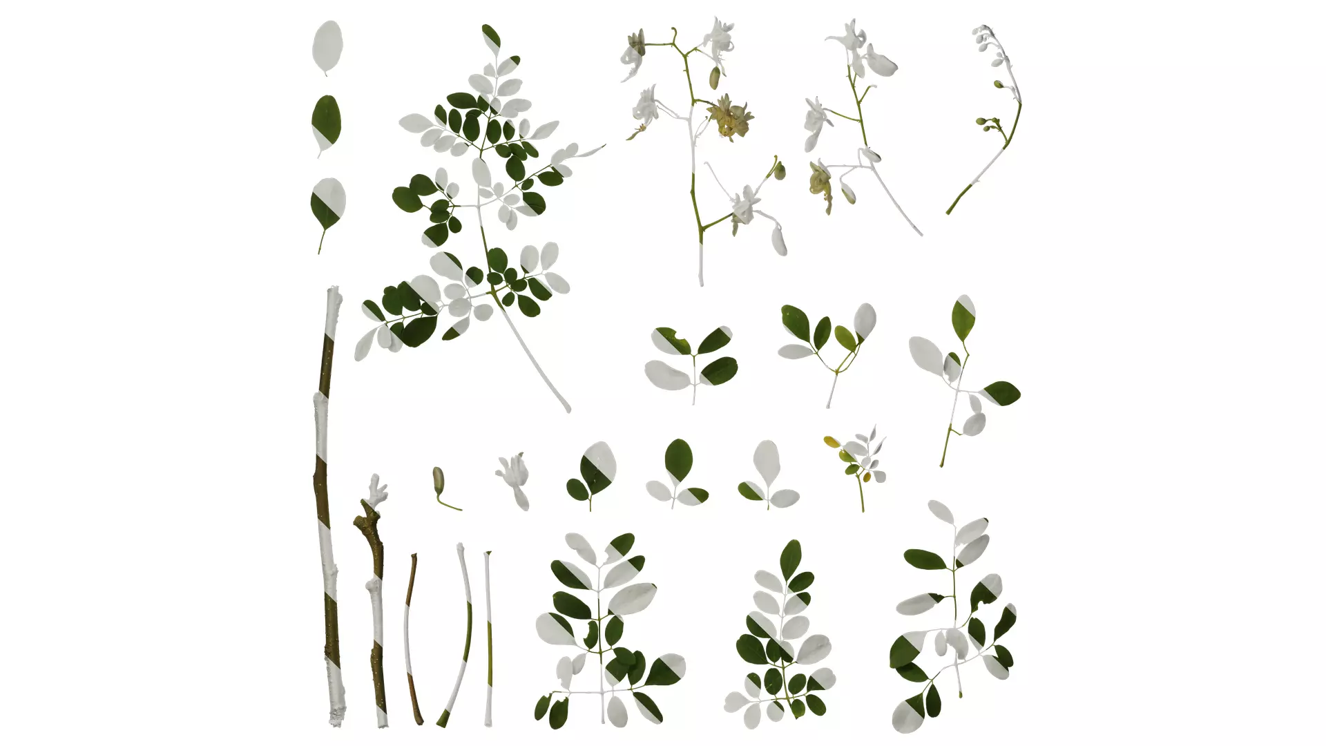 Anydrafts Moringa oleifera Atlas 01 Texture_0
